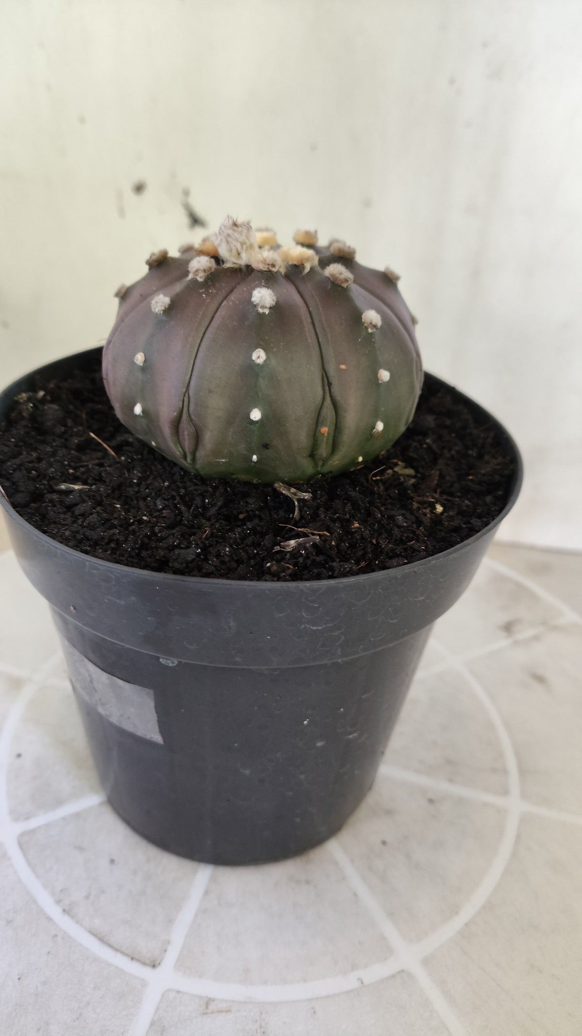 ASTROPHYTUM ASTERIAS "STAR SHAPE - PURPLE"   Nº 1147 – vaso 15