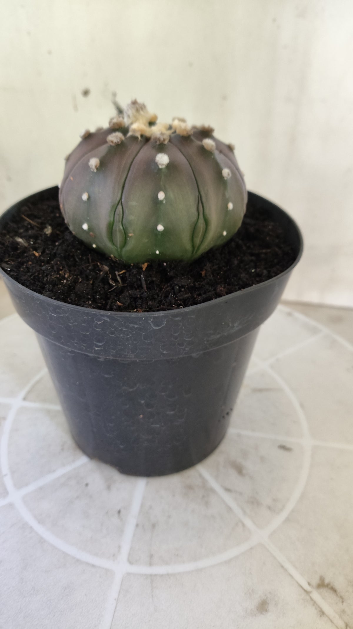 ASTROPHYTUM ASTERIAS "STAR SHAPE - PURPLE"   Nº 1147 – vaso 15