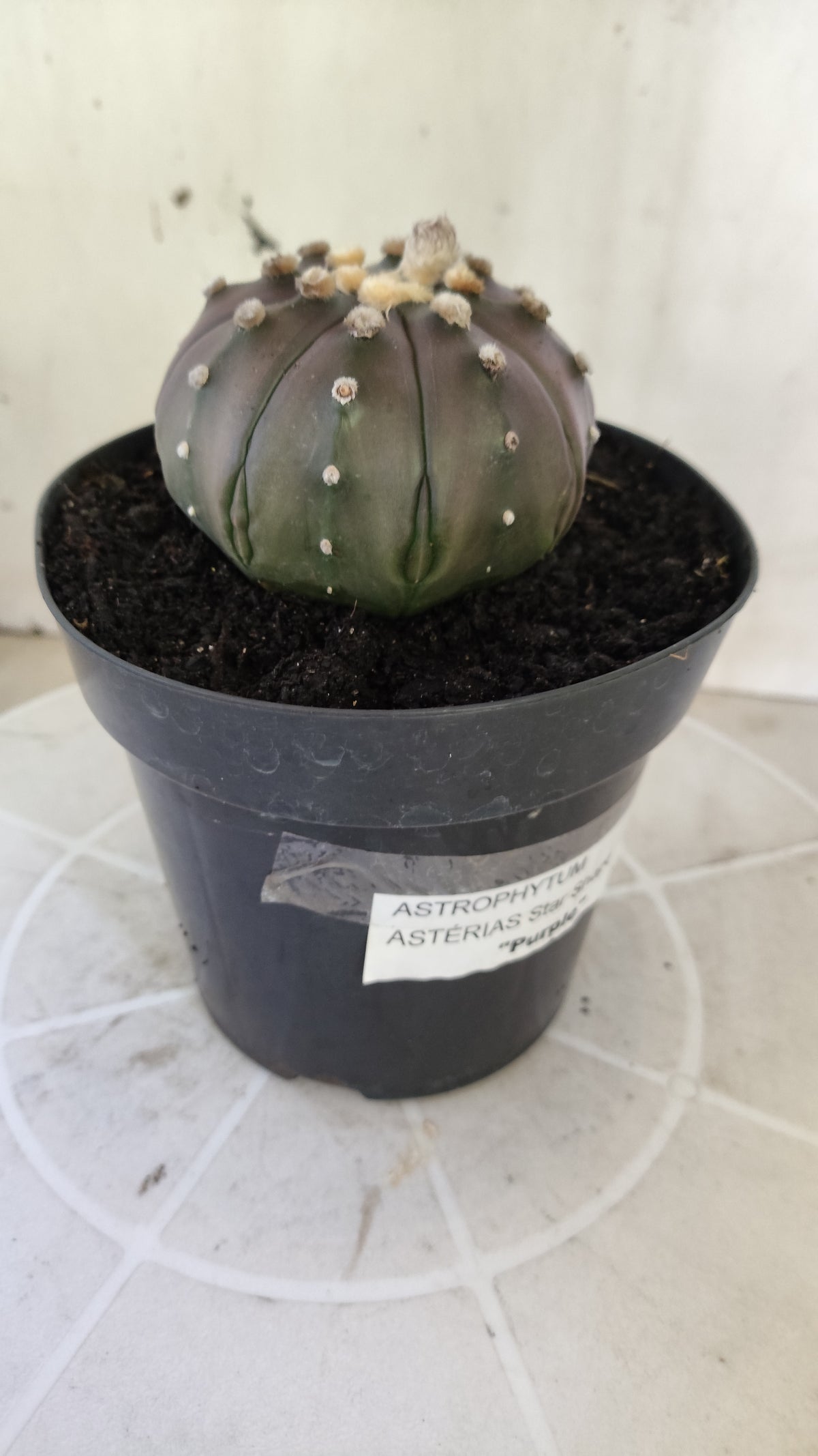 ASTROPHYTUM ASTERIAS "STAR SHAPE - PURPLE"   Nº 1147 – vaso 15