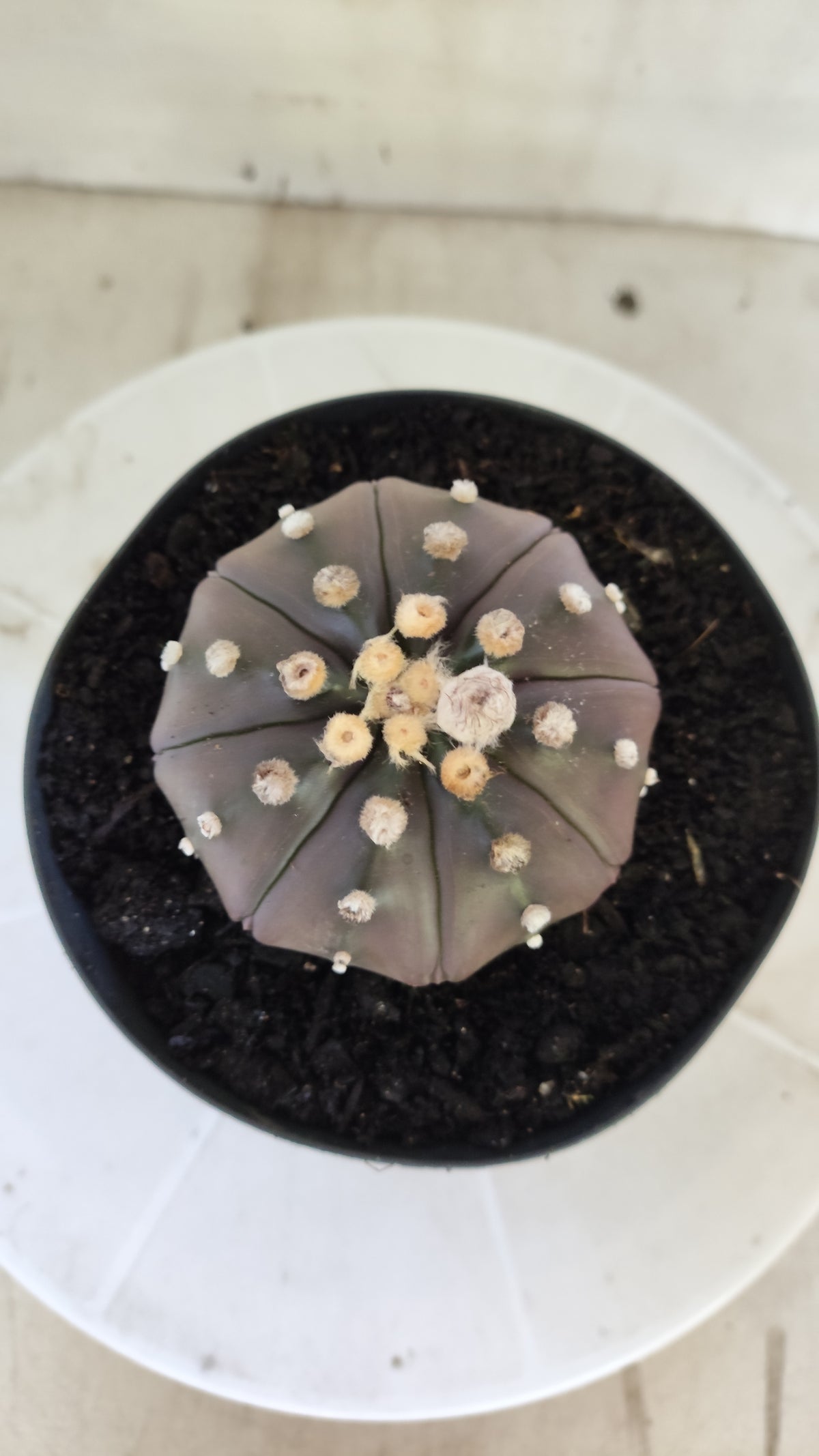 ASTROPHYTUM ASTERIAS "STAR SHAPE - PURPLE"   Nº 1147 – vaso 15