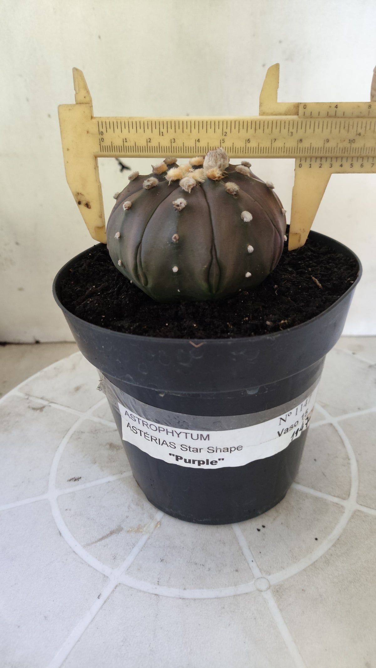 ASTROPHYTUM ASTERIAS "STAR SHAPE - PURPLE"   Nº 1147 – vaso 15
