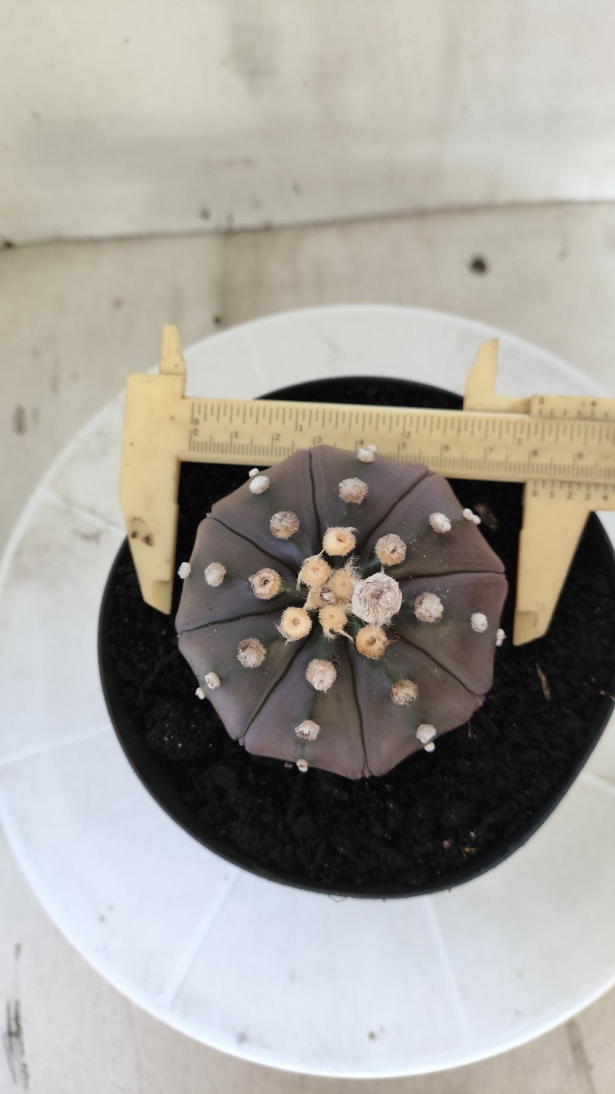 ASTROPHYTUM ASTERIAS "STAR SHAPE - PURPLE"   Nº 1147 – vaso 15