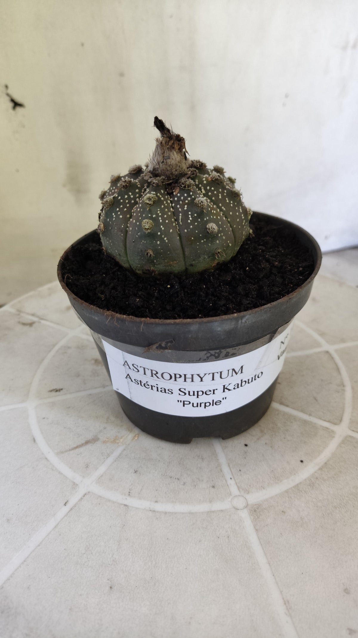 ASTROPHYTUM ASTERIAS SUPER KABUTO "Purple" Nº 1401 – vaso 11