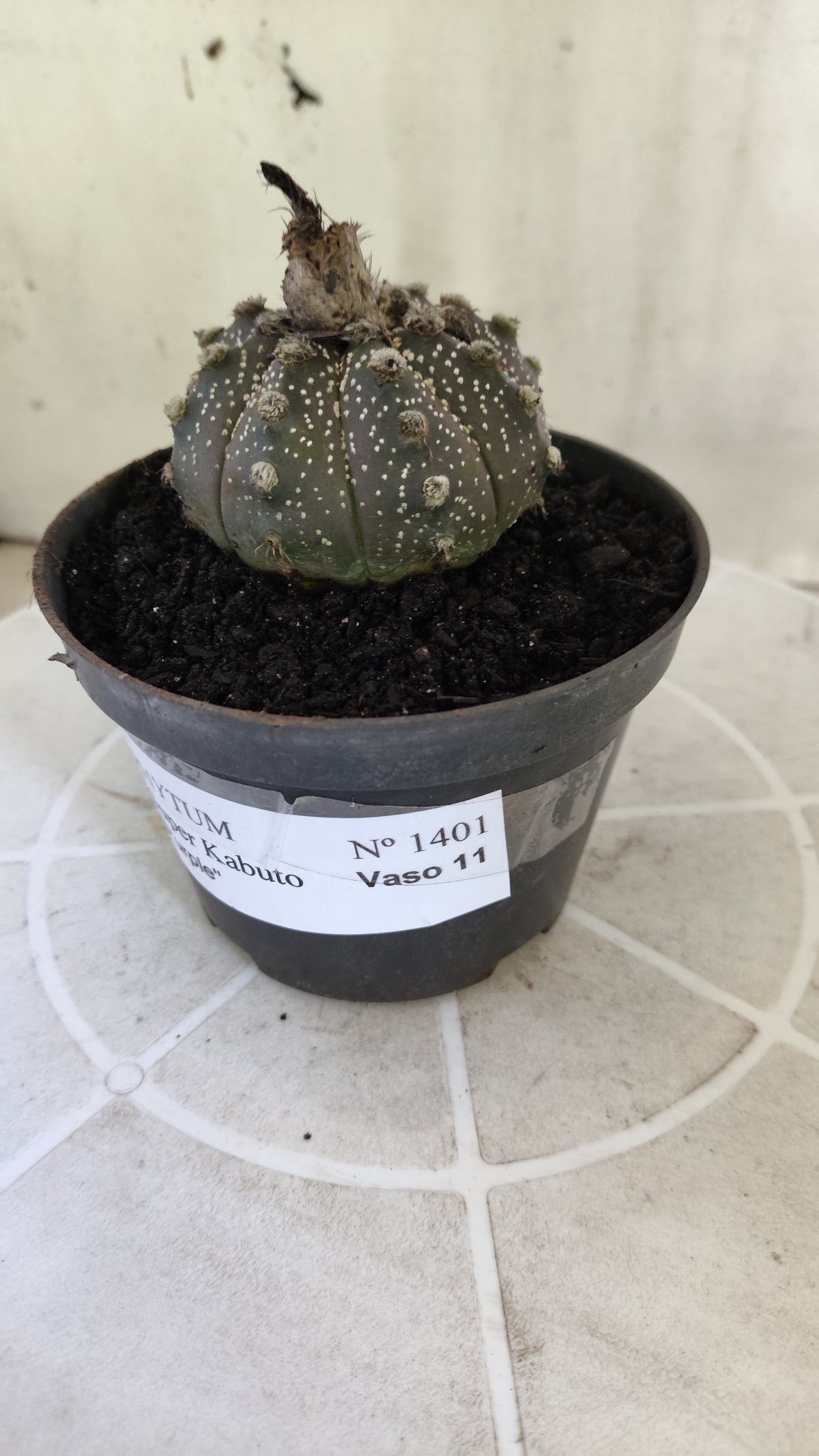 ASTROPHYTUM ASTERIAS SUPER KABUTO "Purple" Nº 1401 – vaso 11