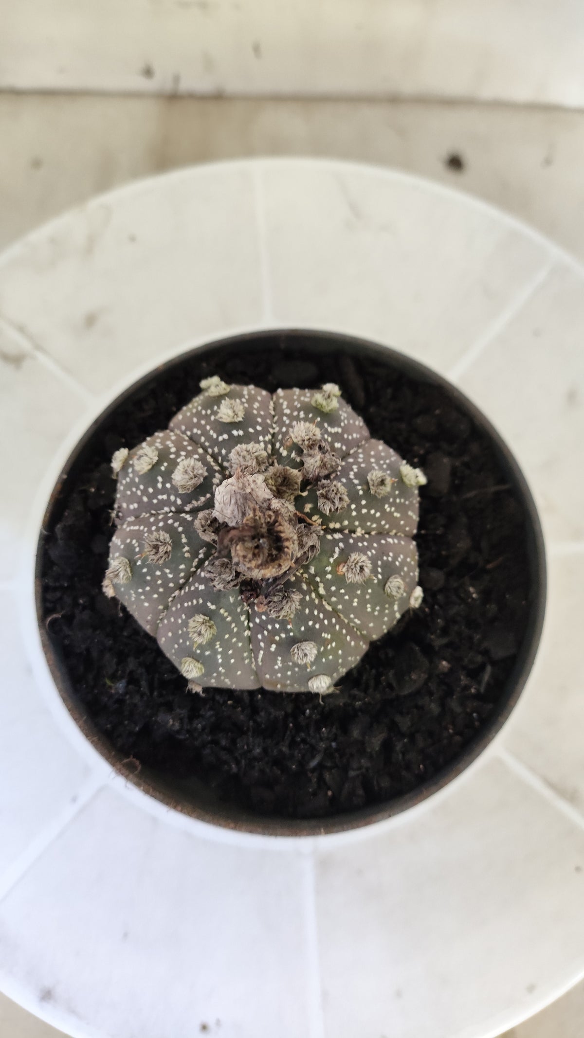 ASTROPHYTUM ASTERIAS SUPER KABUTO "Purple" Nº 1401 – vaso 11