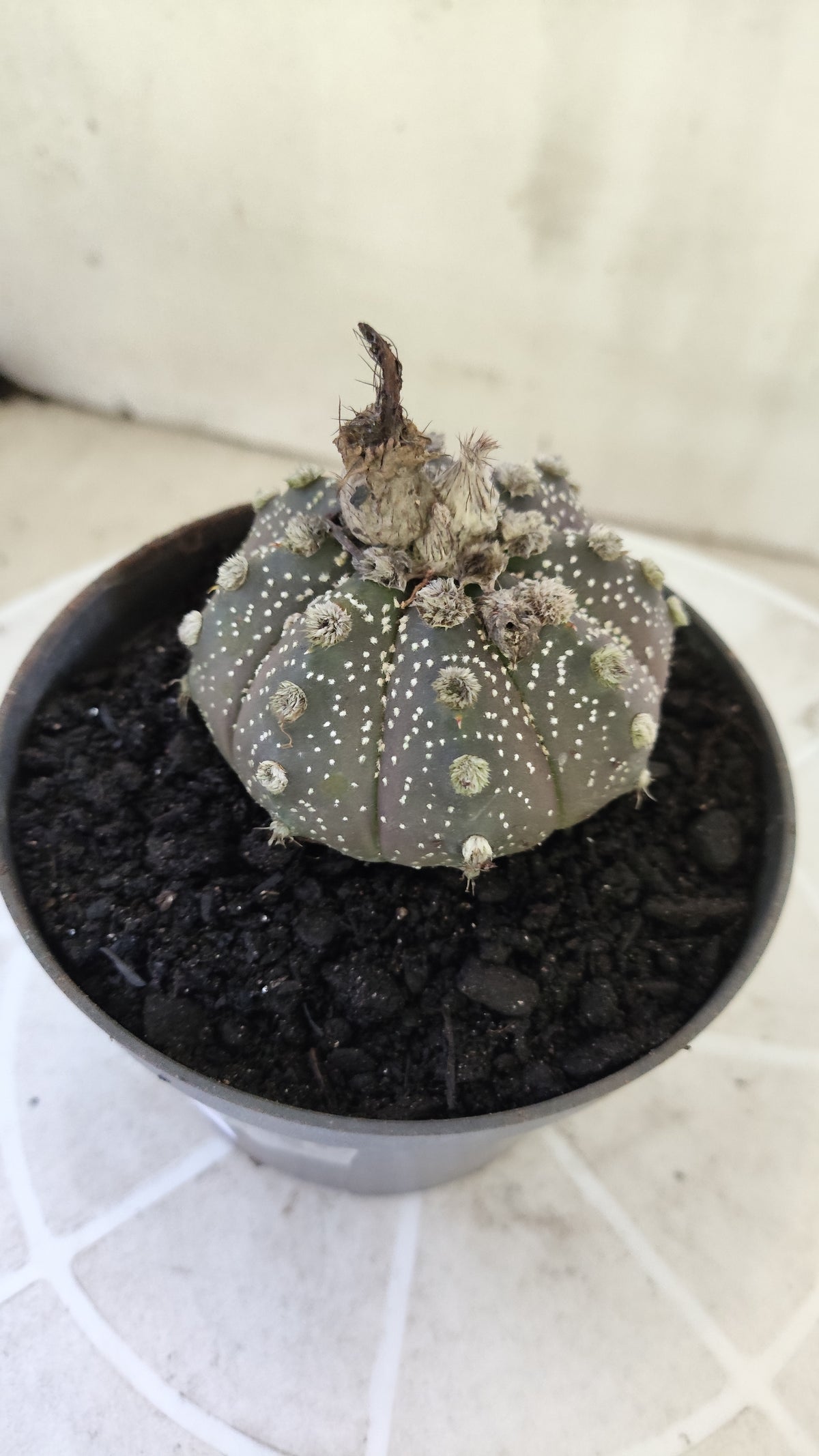 ASTROPHYTUM ASTERIAS SUPER KABUTO "Purple" Nº 1401 – vaso 11
