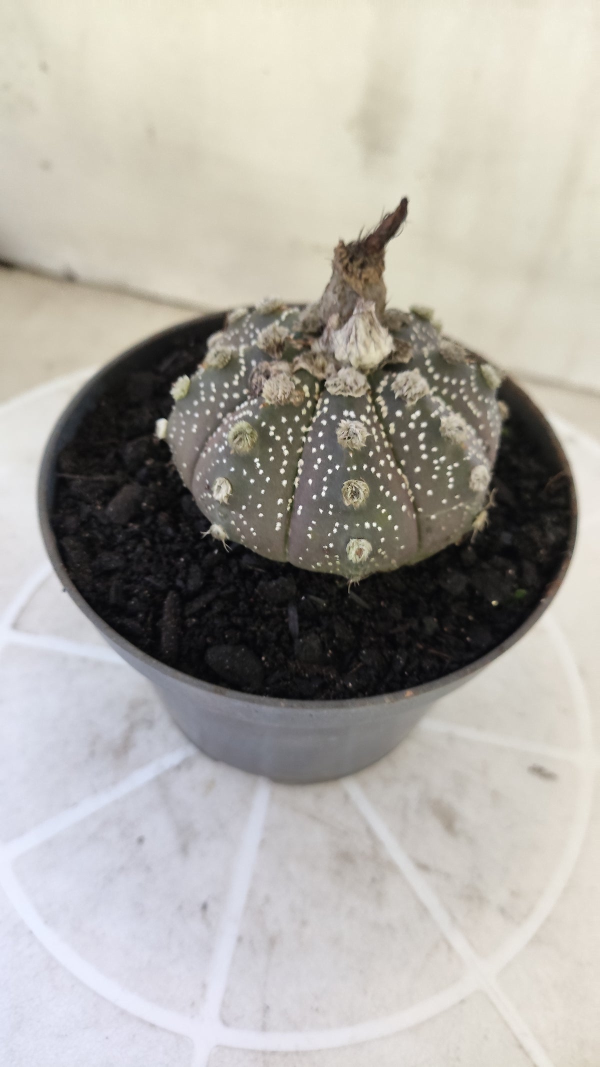 ASTROPHYTUM ASTERIAS SUPER KABUTO "Purple" Nº 1401 – vaso 11