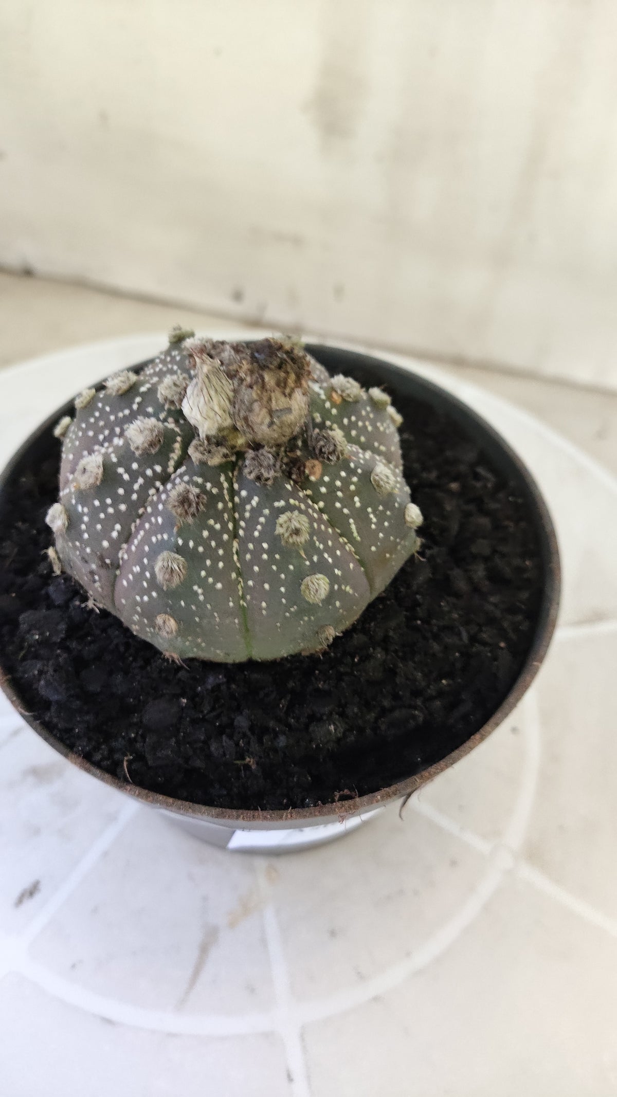 ASTROPHYTUM ASTERIAS SUPER KABUTO "Purple" Nº 1401 – vaso 11