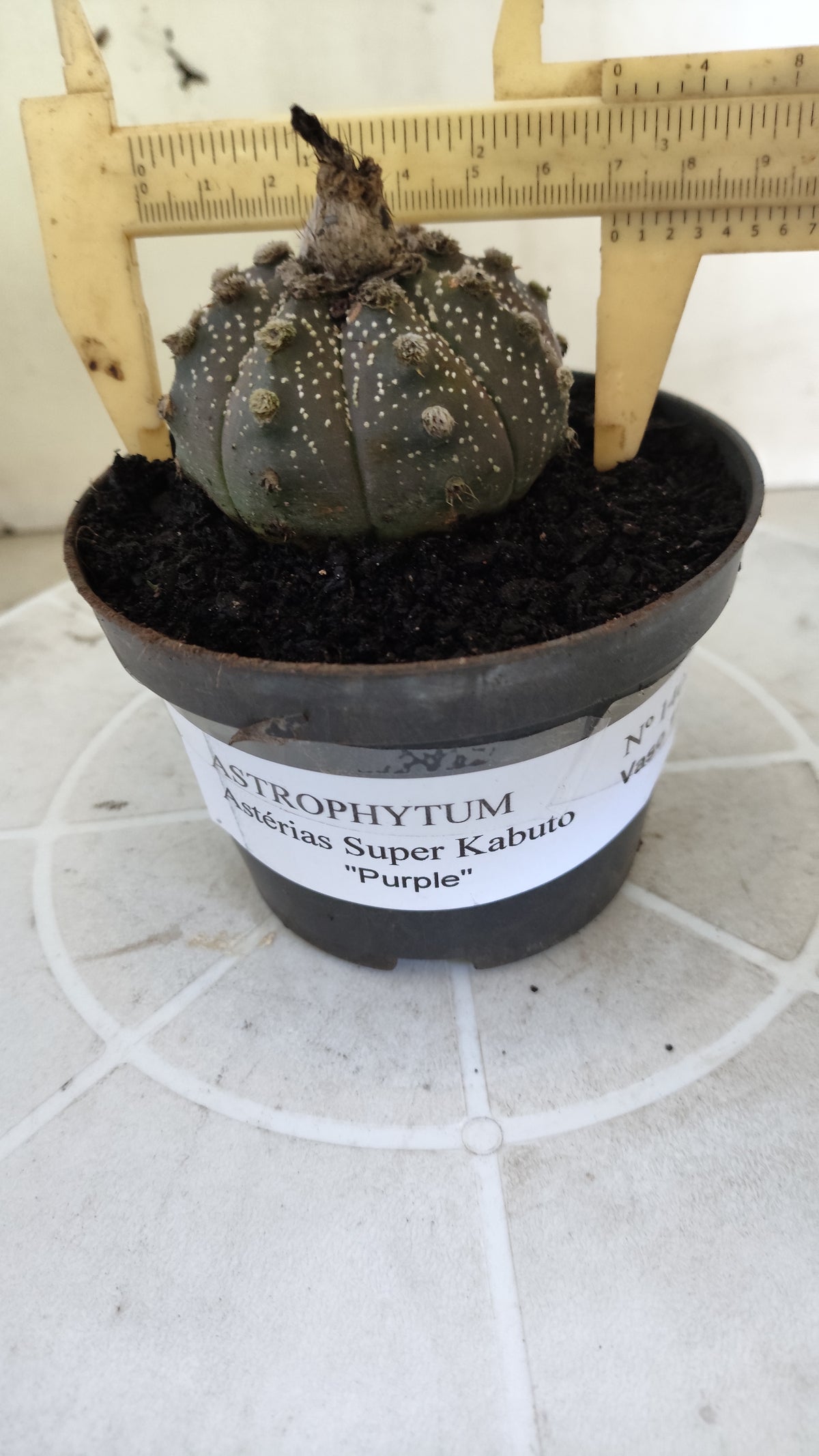 ASTROPHYTUM ASTERIAS SUPER KABUTO "Purple" Nº 1401 – vaso 11