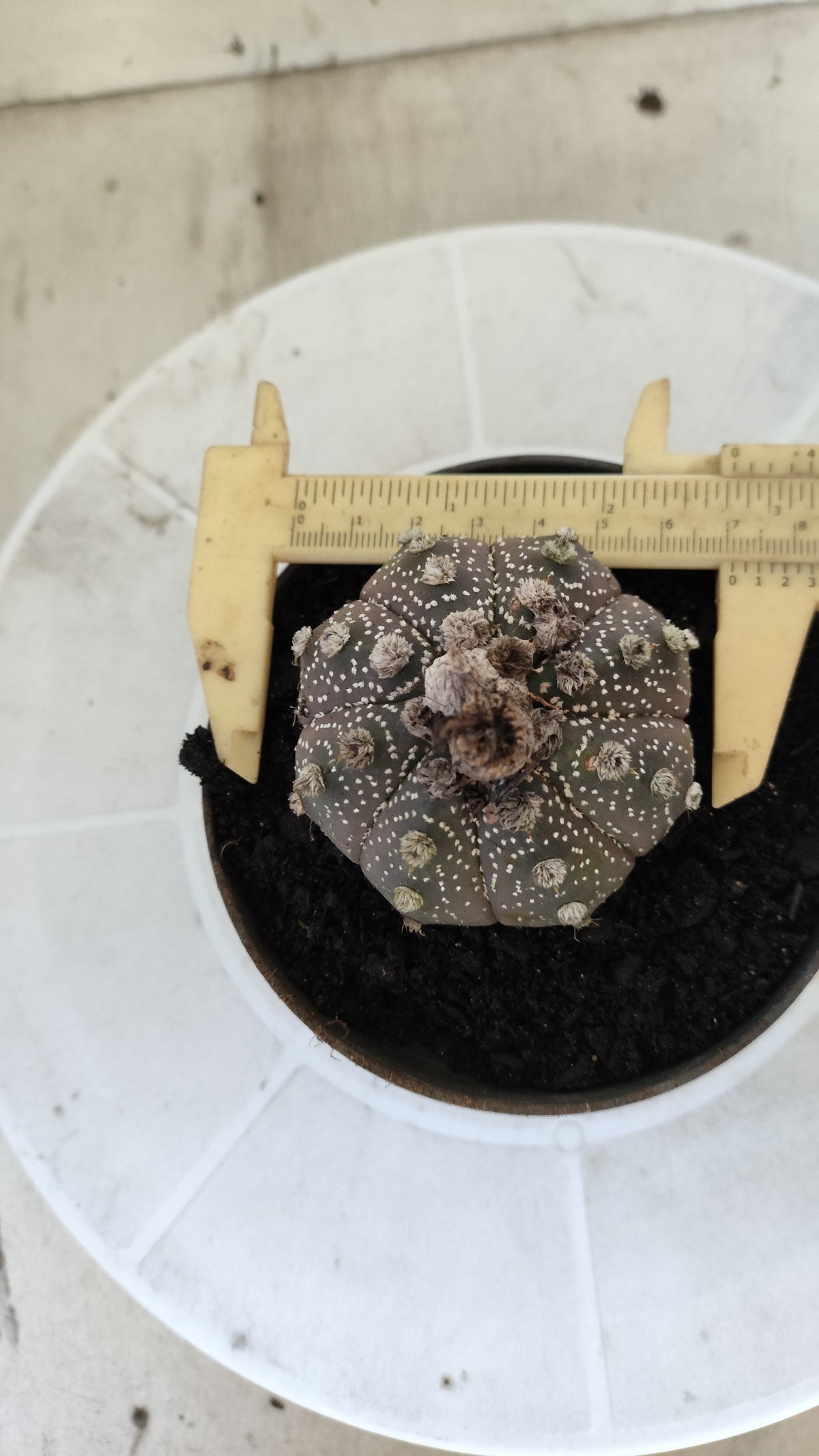 ASTROPHYTUM ASTERIAS SUPER KABUTO "Purple" Nº 1401 – vaso 11