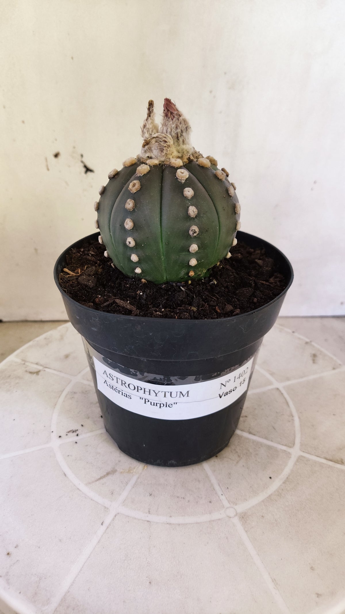 ASTROPHYTUM ASTERIAS “Purple”  Nº 1402 – vaso 15