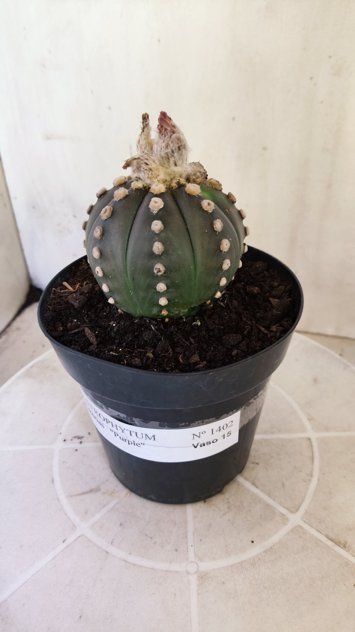 ASTROPHYTUM ASTERIAS “Purple”  Nº 1402 – vaso 15
