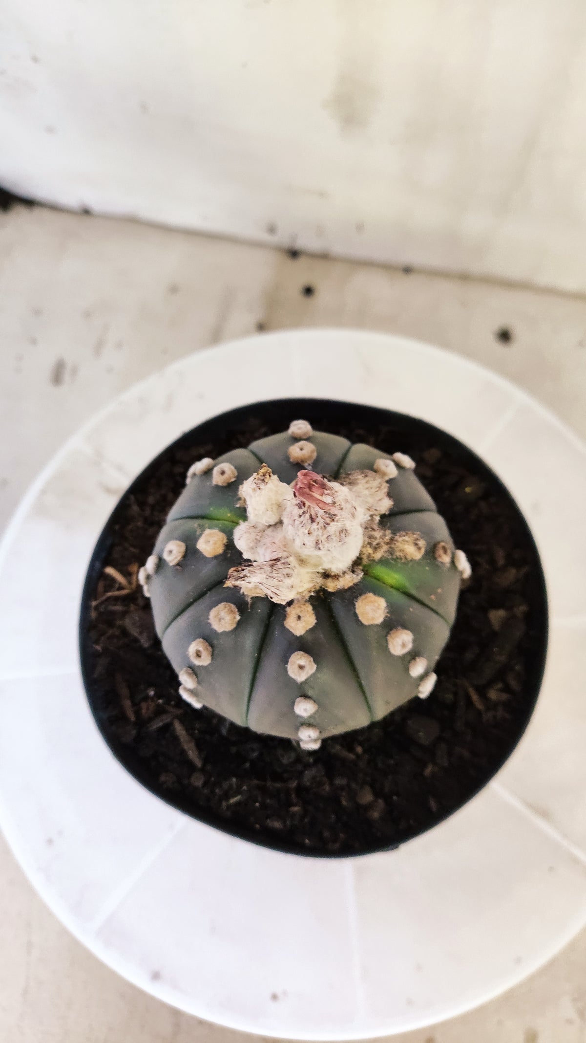 ASTROPHYTUM ASTERIAS “Purple”  Nº 1402 – vaso 15