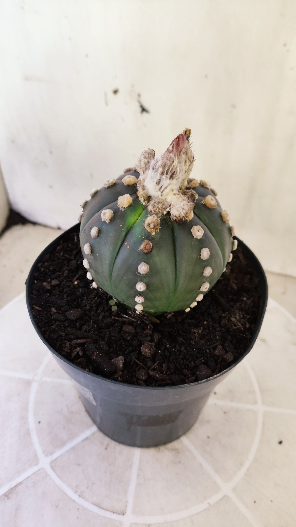 ASTROPHYTUM ASTERIAS “Purple”  Nº 1402 – vaso 15