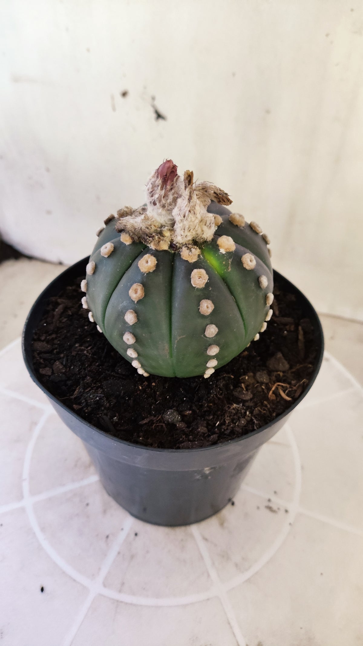 ASTROPHYTUM ASTERIAS “Purple”  Nº 1402 – vaso 15