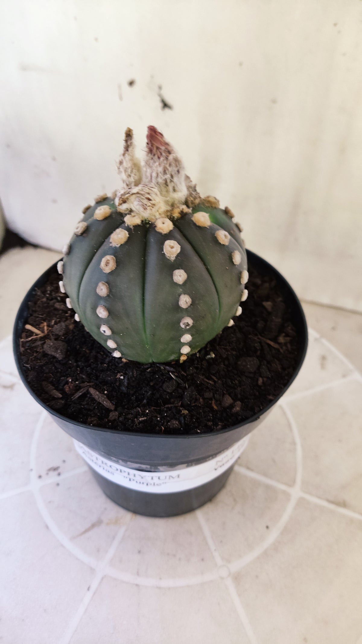 ASTROPHYTUM ASTERIAS “Purple”  Nº 1402 – vaso 15