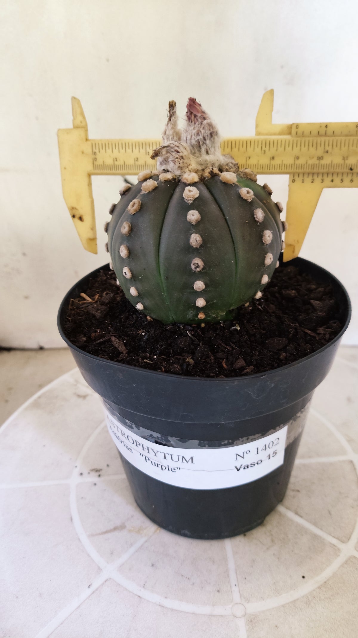 ASTROPHYTUM ASTERIAS “Purple”  Nº 1402 – vaso 15