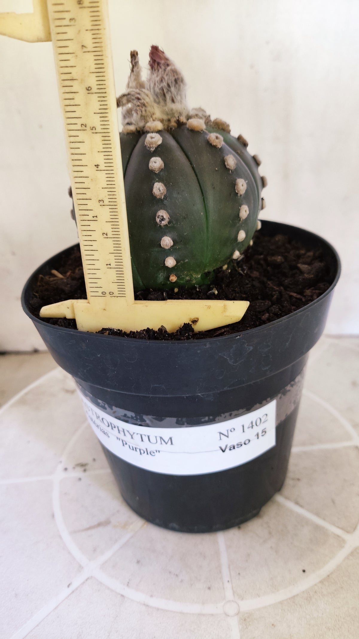 ASTROPHYTUM ASTERIAS “Purple”  Nº 1402 – vaso 15