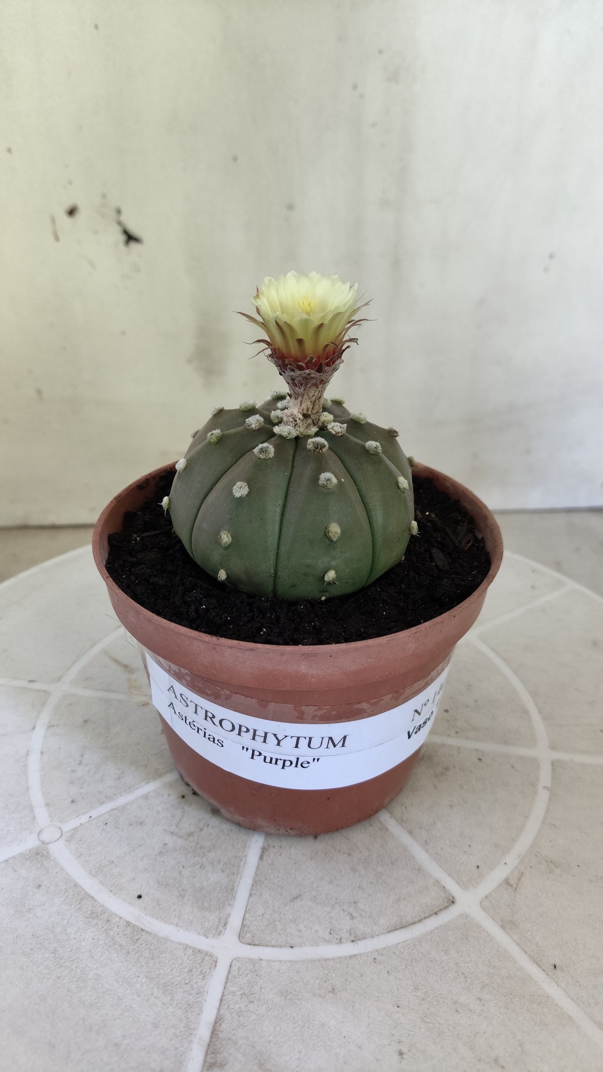 ASTROPHYTUM ASTERIAS “Purple”  Nº 1403 – vaso 11