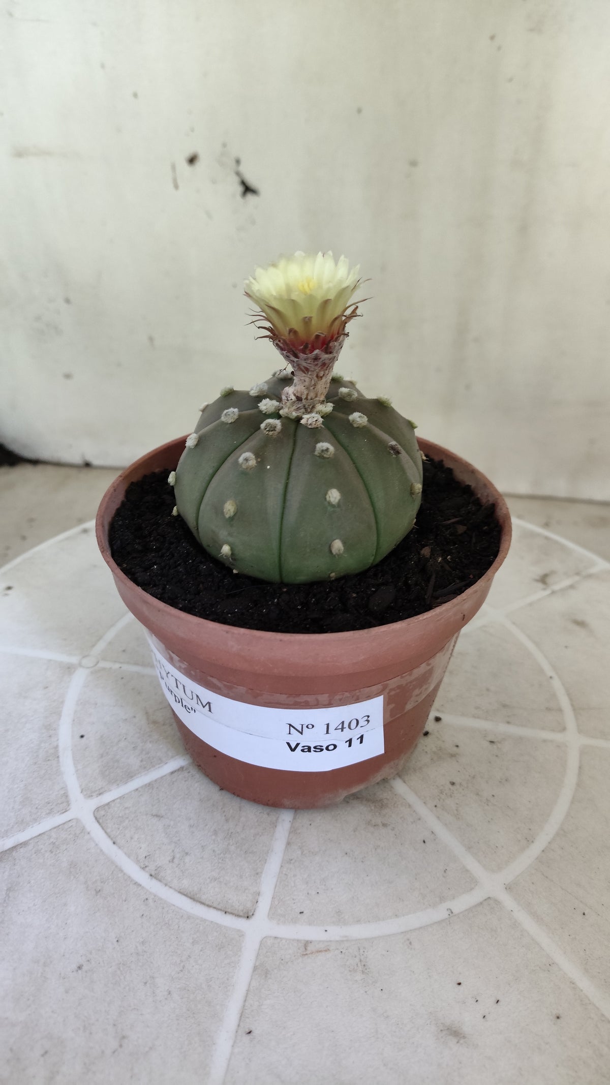 ASTROPHYTUM ASTERIAS “Purple”  Nº 1403 – vaso 11