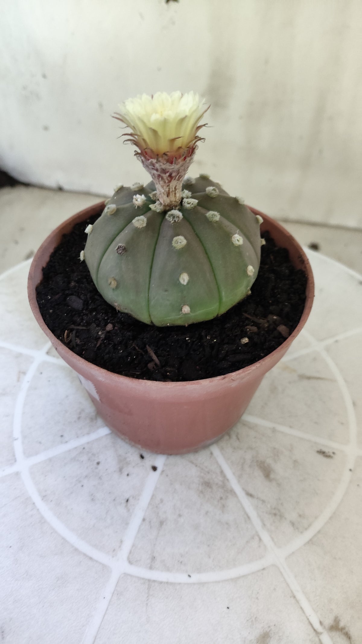 ASTROPHYTUM ASTERIAS “Purple”  Nº 1403 – vaso 11