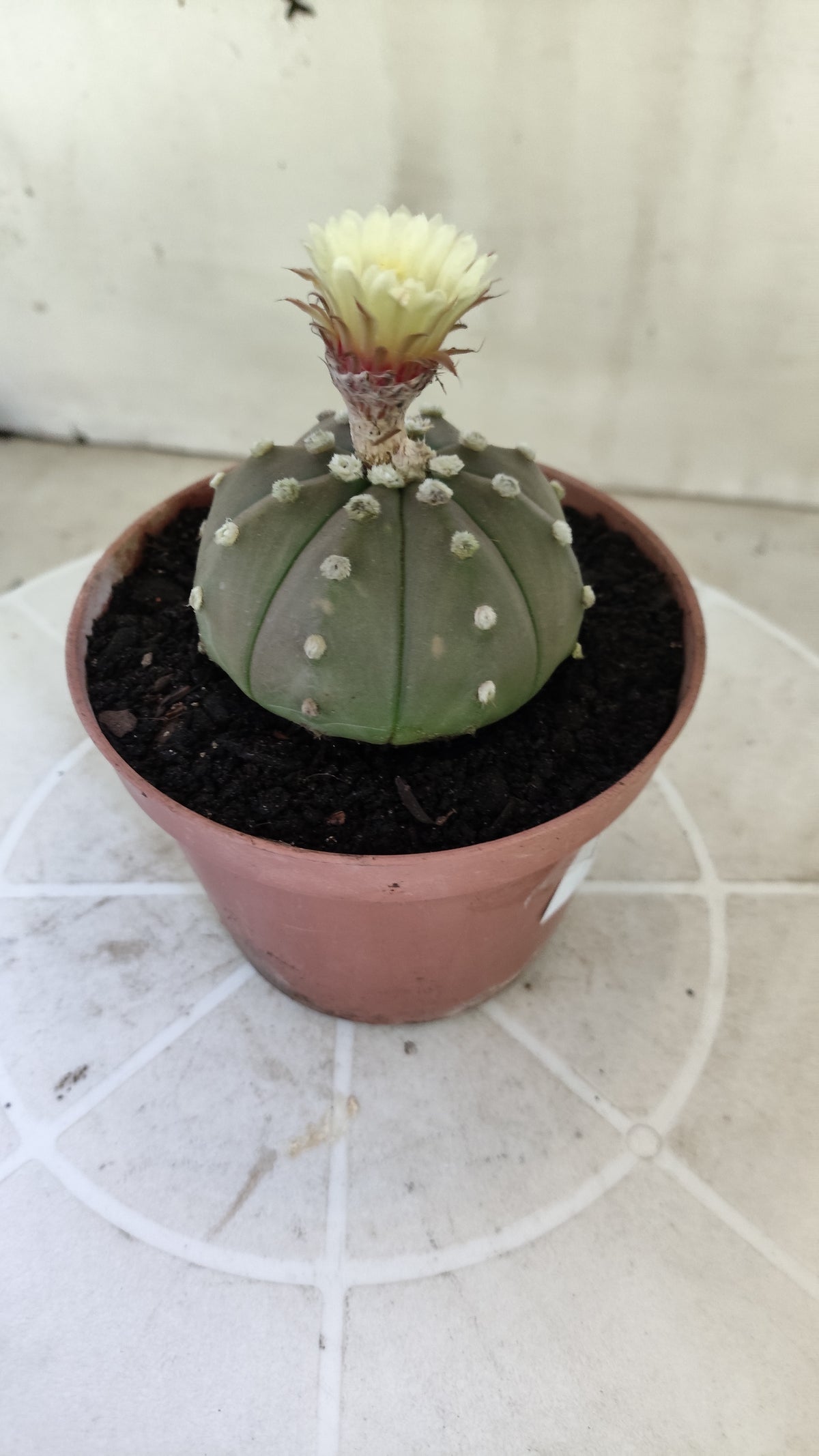 ASTROPHYTUM ASTERIAS “Purple”  Nº 1403 – vaso 11