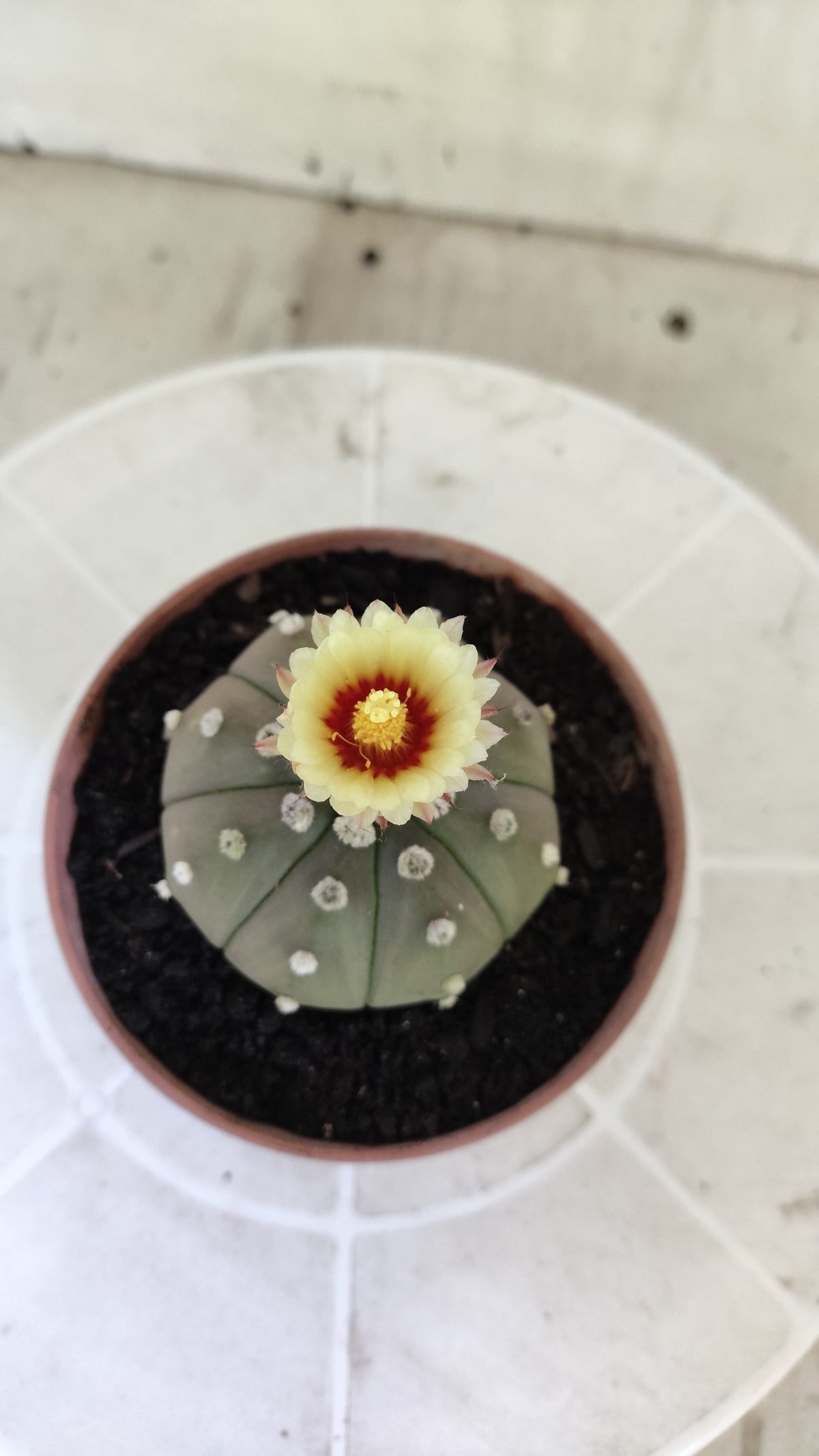 ASTROPHYTUM ASTERIAS “Purple”  Nº 1403 – vaso 11