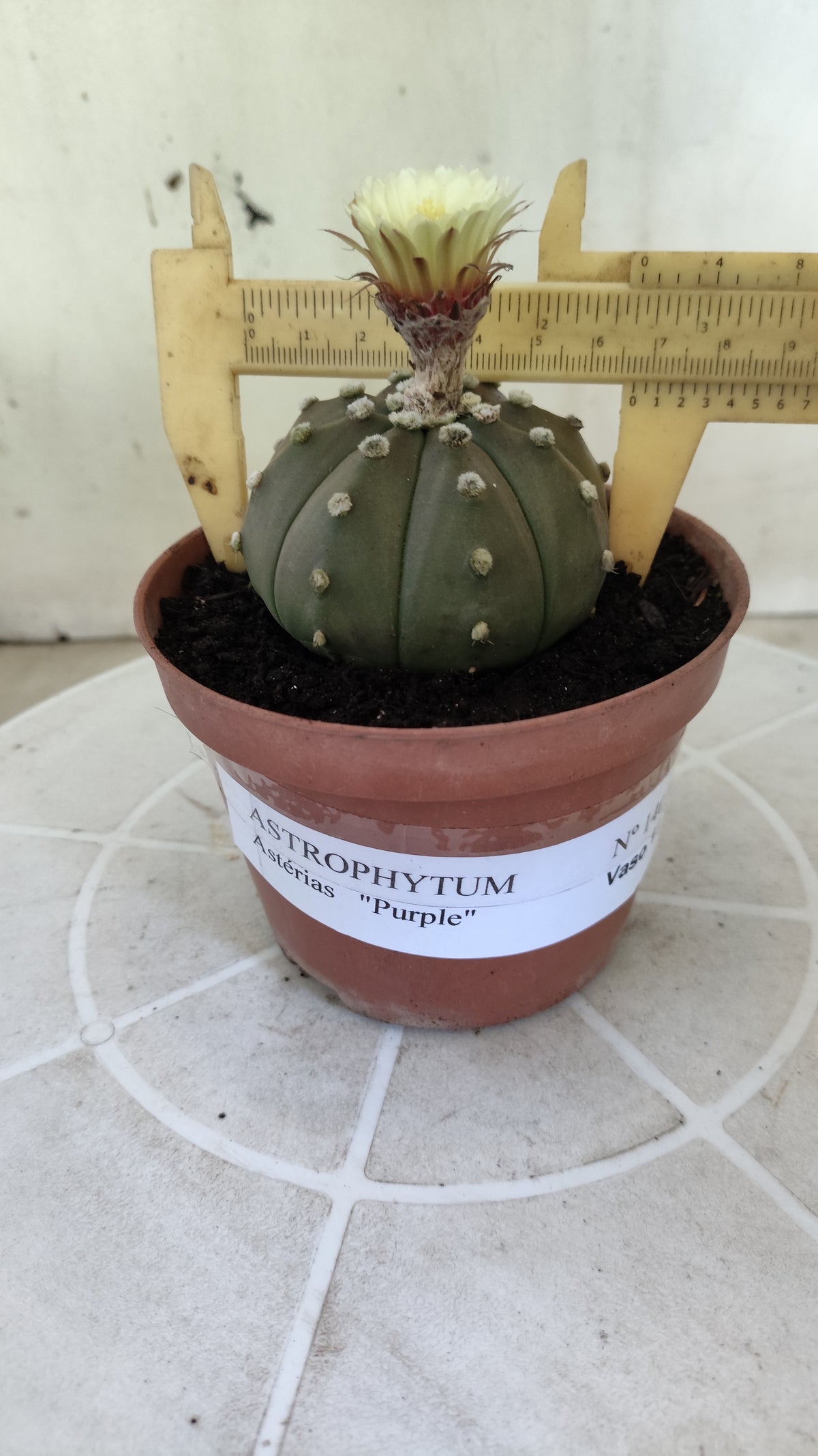 ASTROPHYTUM ASTERIAS “Purple”  Nº 1403 – vaso 11