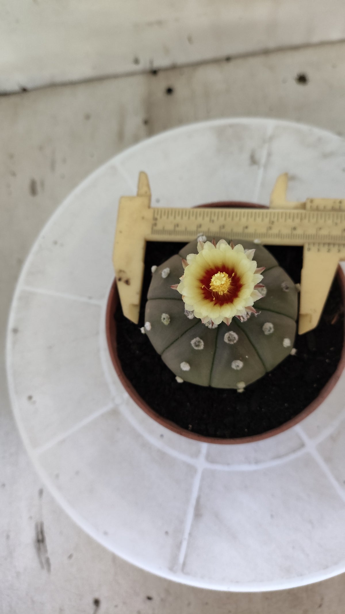 ASTROPHYTUM ASTERIAS “Purple”  Nº 1403 – vaso 11