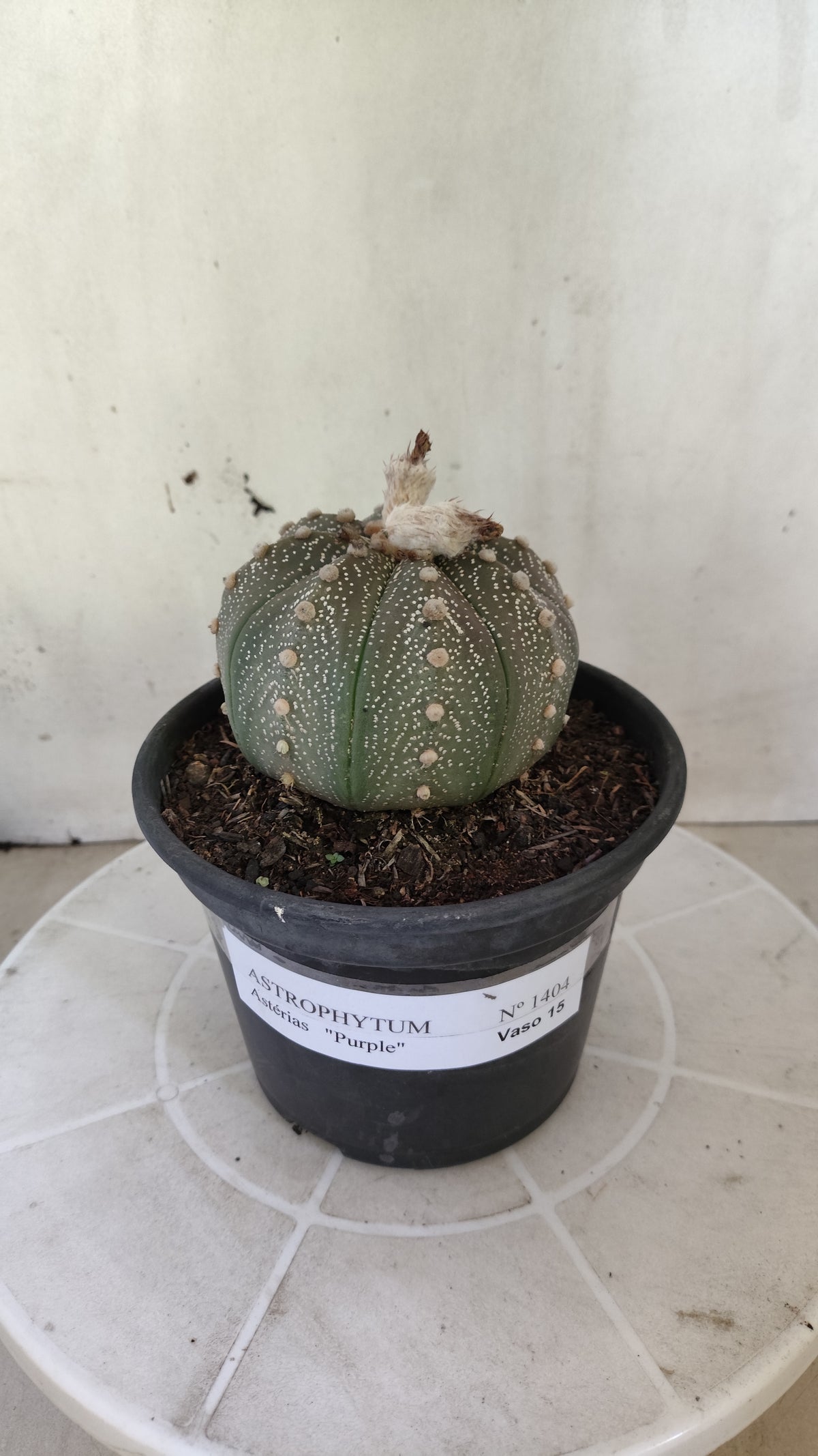 ASTROPHYTUM ASTERIAS “Purple”  Nº 1404 – vaso 15