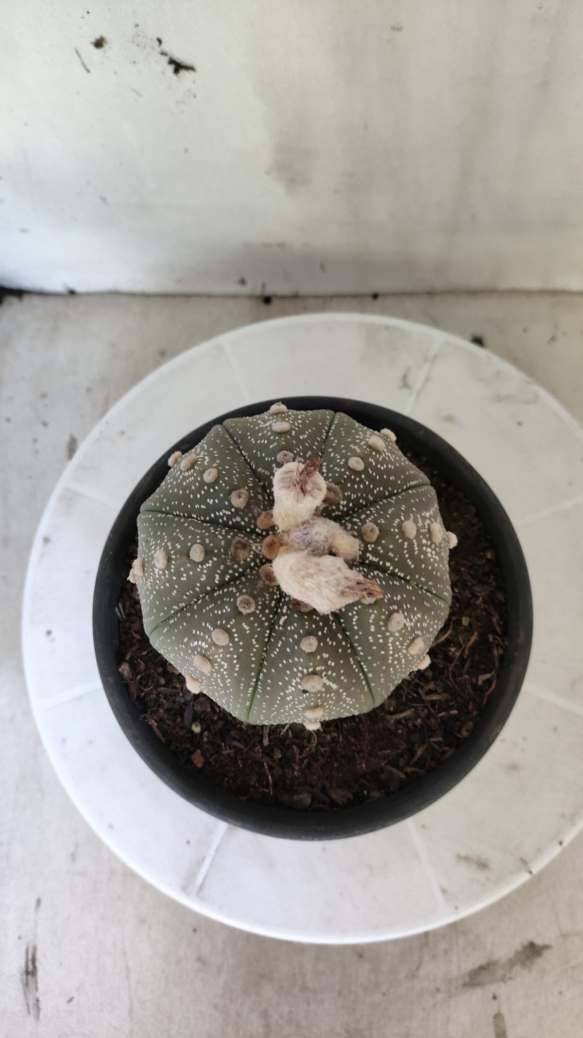 ASTROPHYTUM ASTERIAS “Purple”  Nº 1404 – vaso 15
