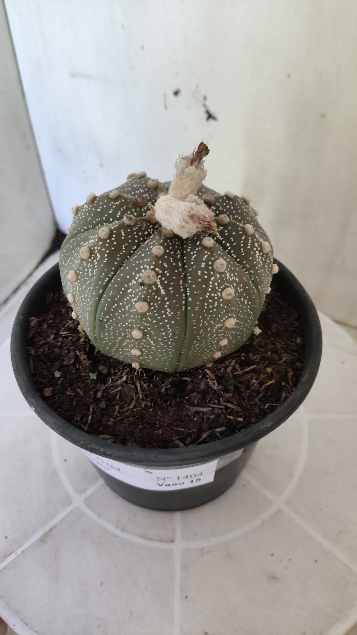 ASTROPHYTUM ASTERIAS “Purple”  Nº 1404 – vaso 15