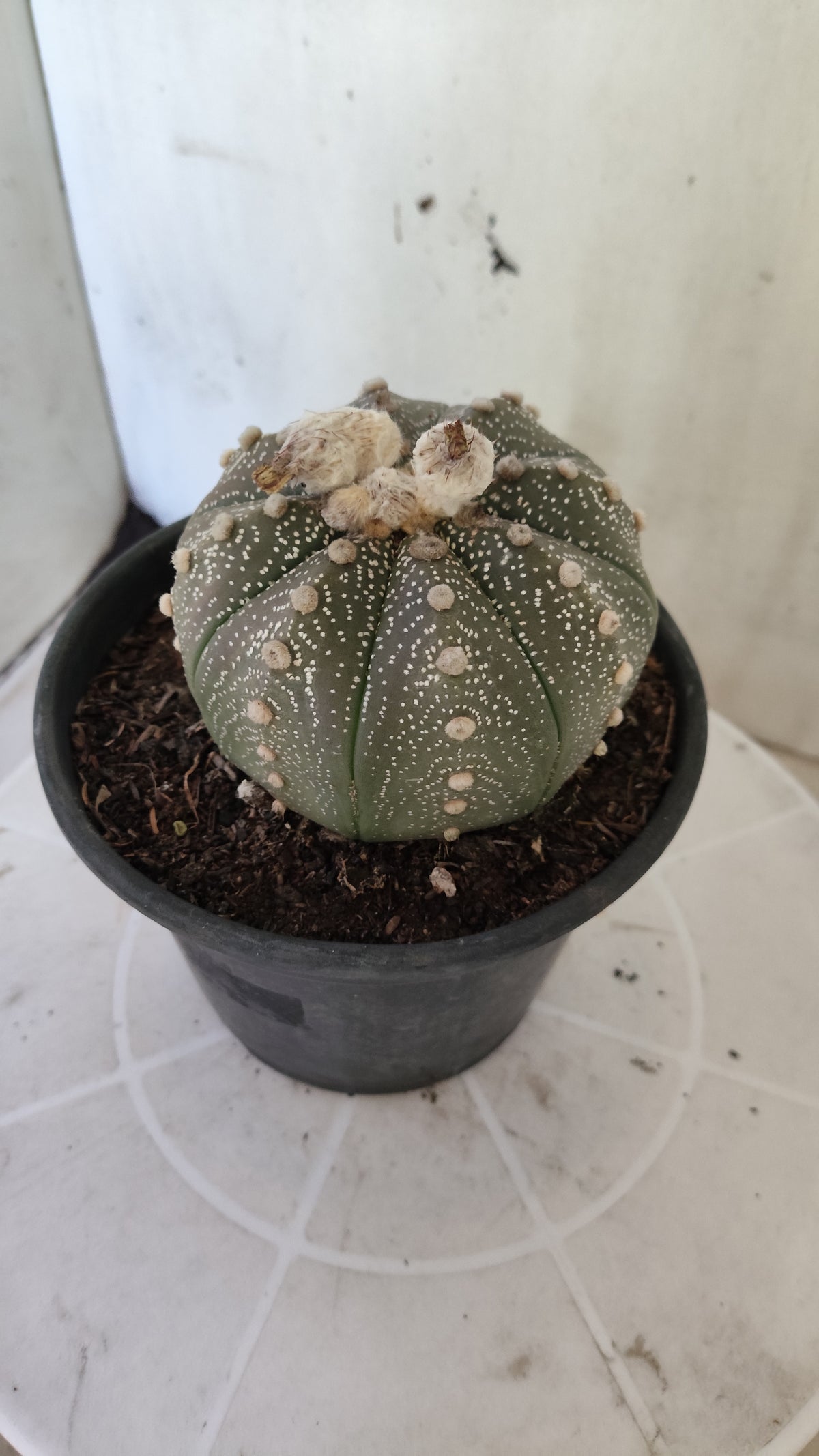 ASTROPHYTUM ASTERIAS “Purple”  Nº 1404 – vaso 15