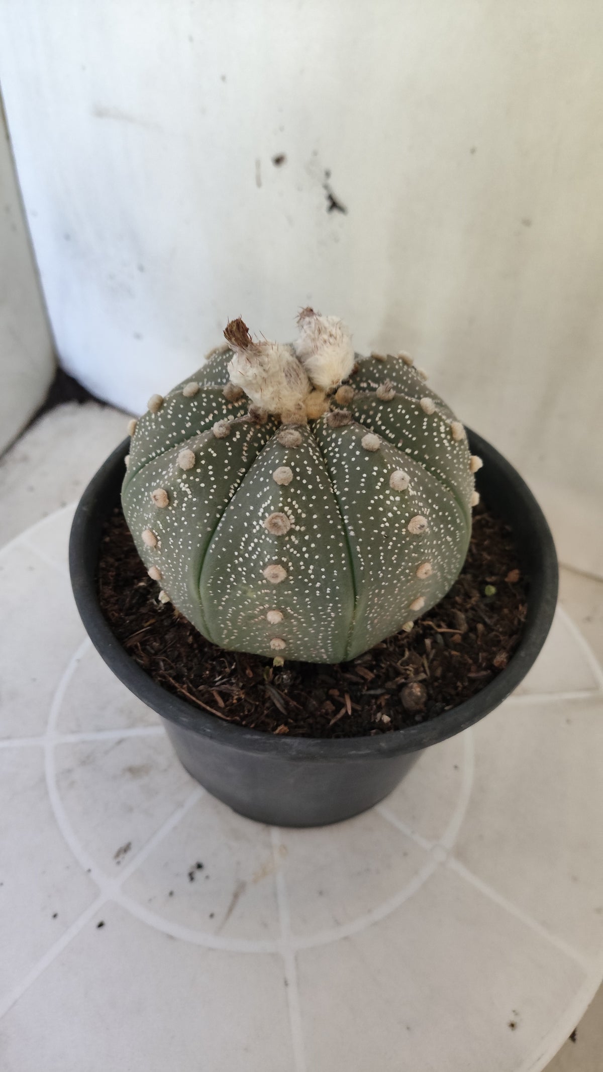 ASTROPHYTUM ASTERIAS “Purple”  Nº 1404 – vaso 15