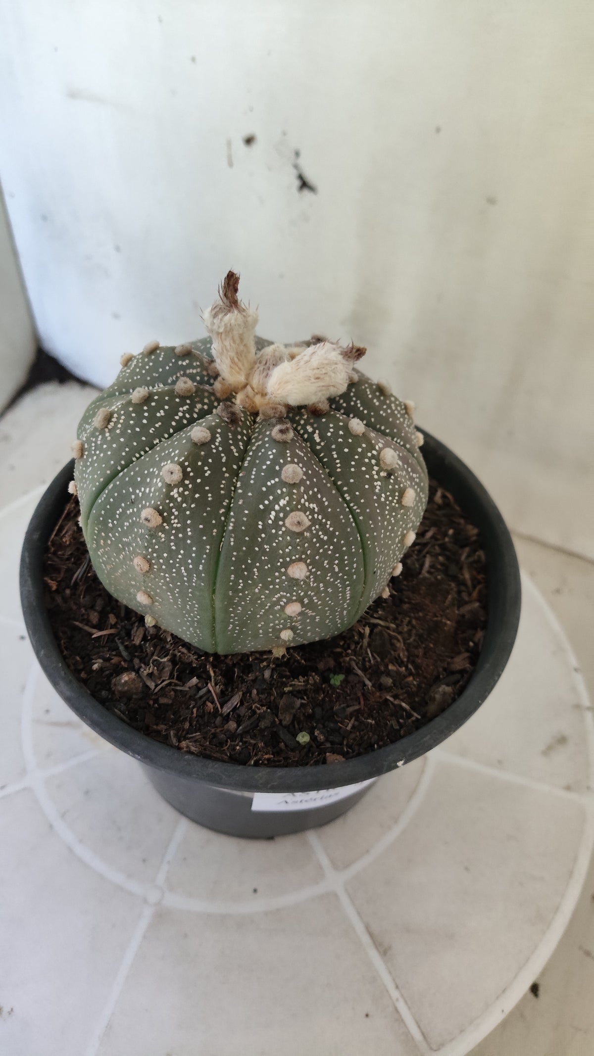 ASTROPHYTUM ASTERIAS “Purple”  Nº 1404 – vaso 15