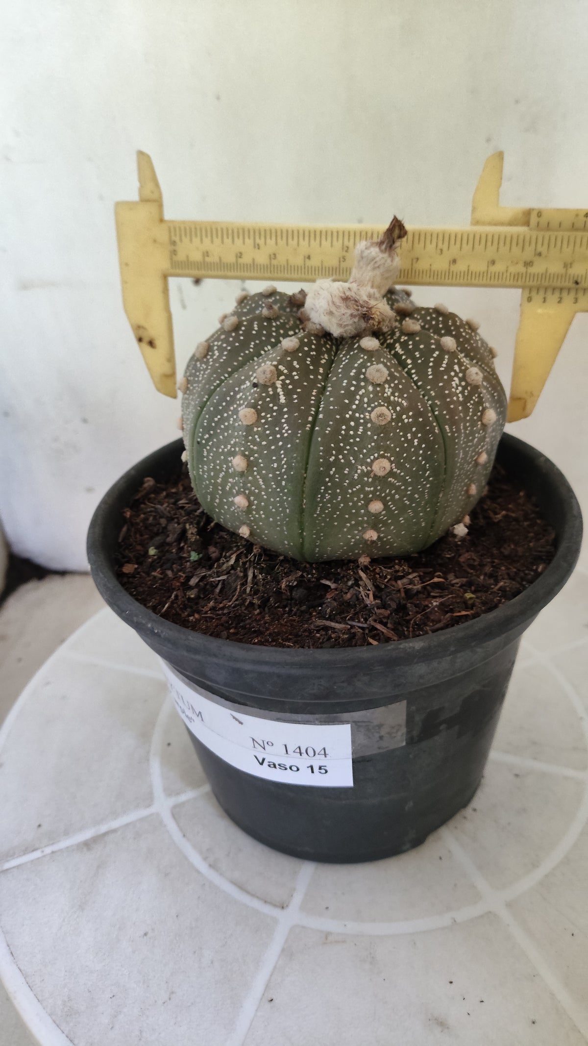 ASTROPHYTUM ASTERIAS “Purple”  Nº 1404 – vaso 15