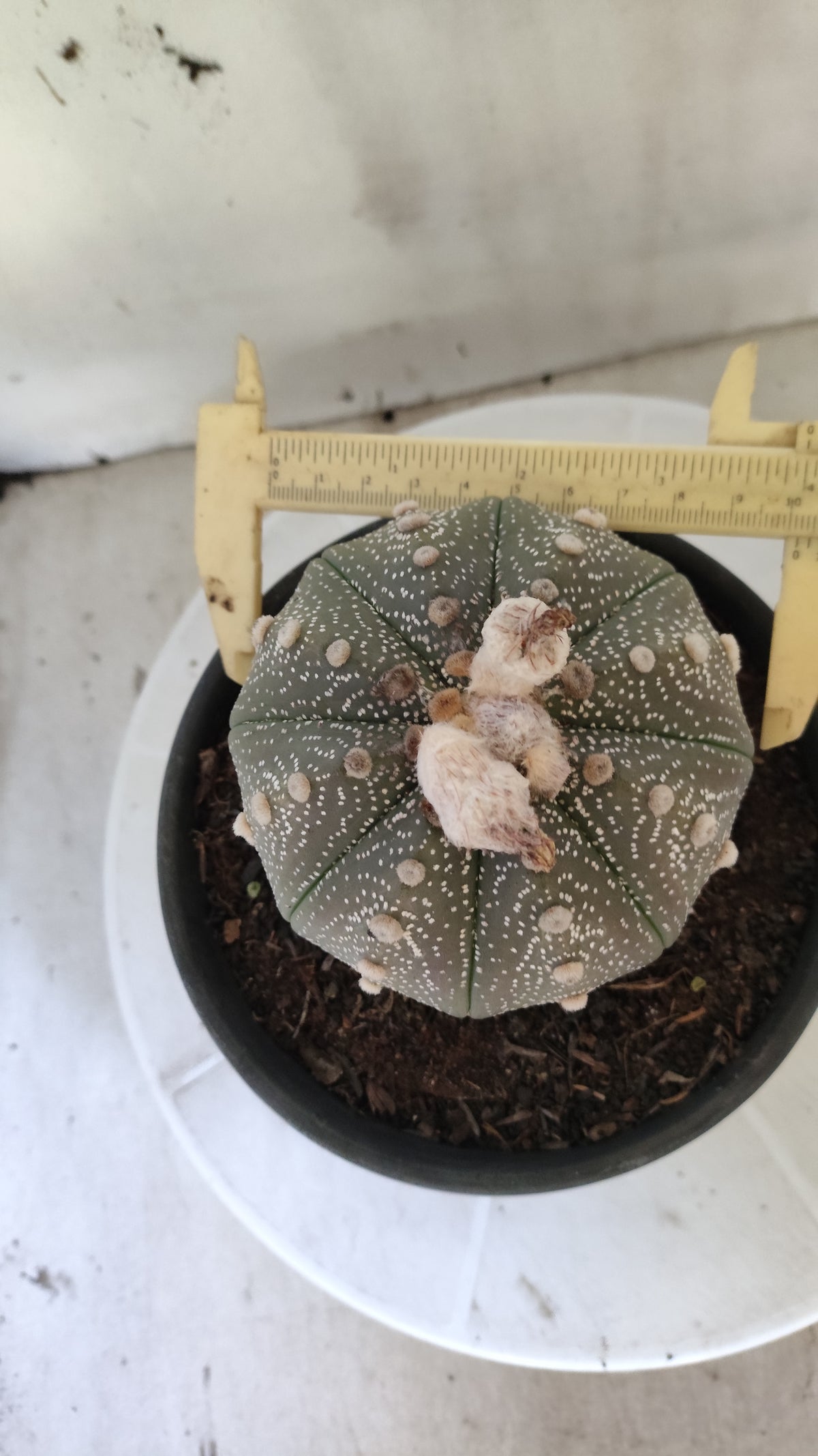 ASTROPHYTUM ASTERIAS “Purple”  Nº 1404 – vaso 15
