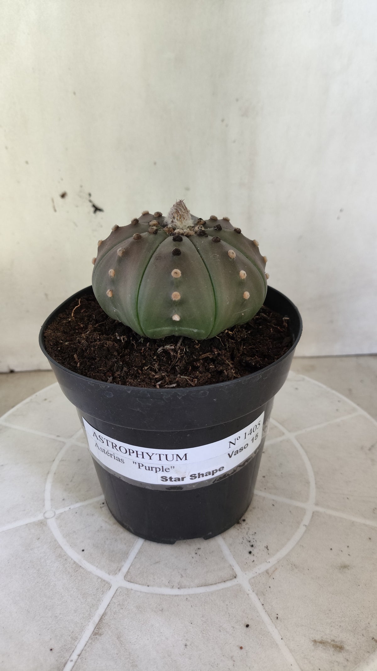 ASTROPHYTUM ASTERIAS Purple "STAR SHAPE" Nº 1405 – vaso 15