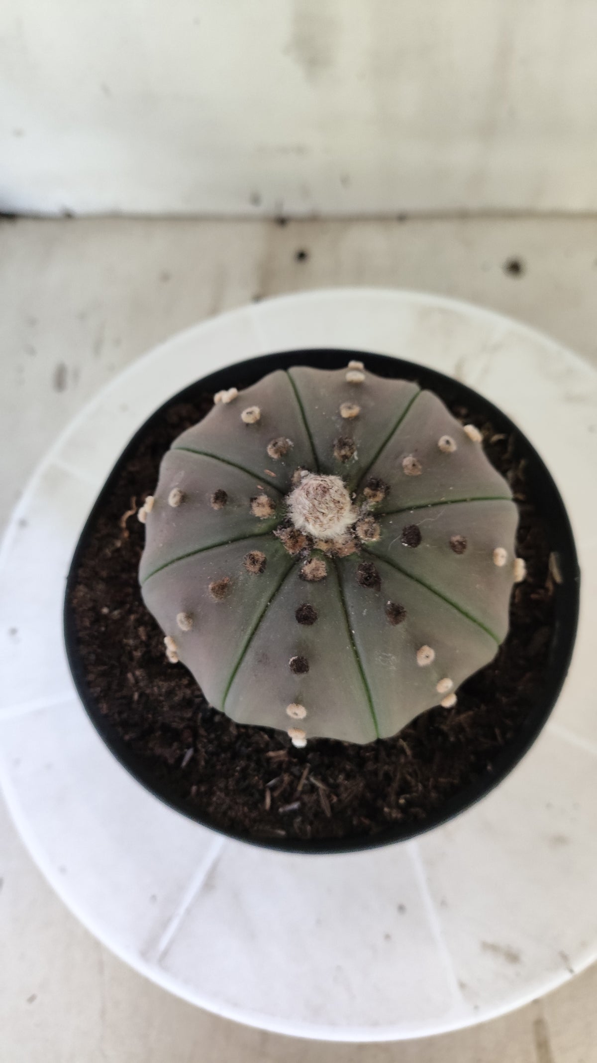 ASTROPHYTUM ASTERIAS Purple "STAR SHAPE" Nº 1405 – vaso 15