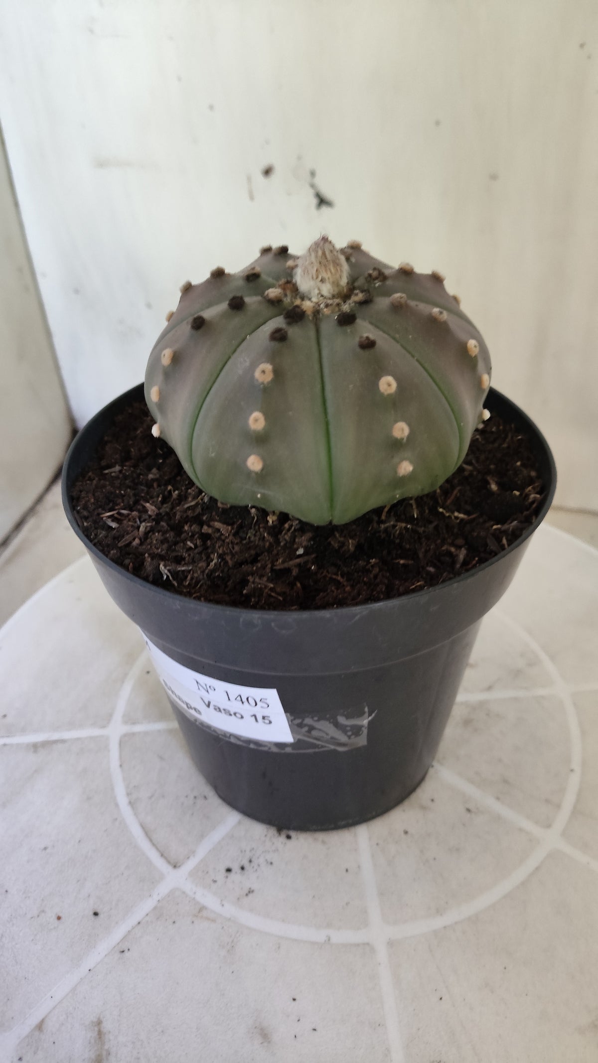 ASTROPHYTUM ASTERIAS Purple "STAR SHAPE" Nº 1405 – vaso 15