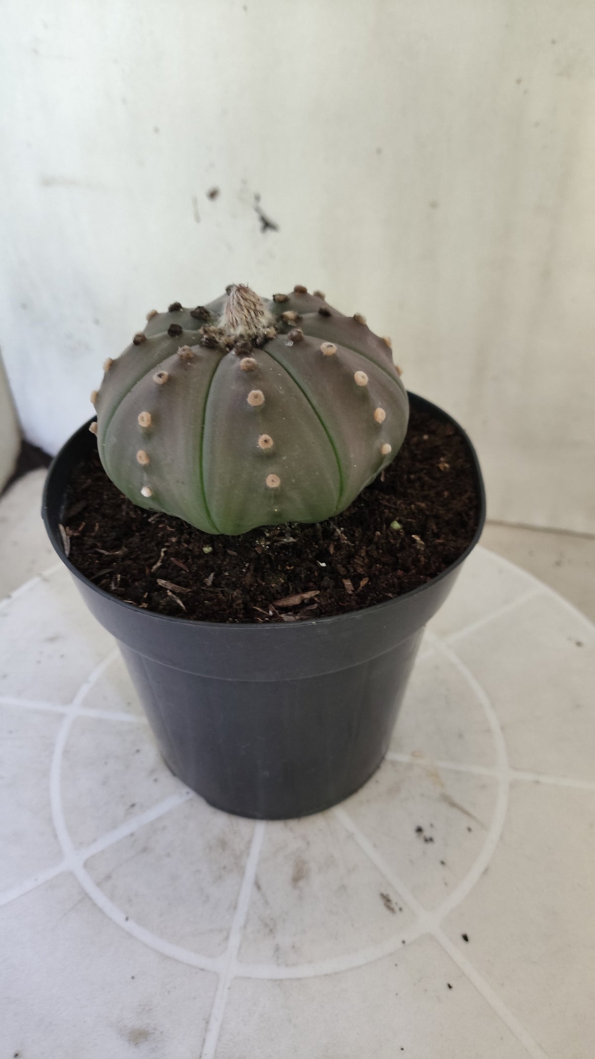 ASTROPHYTUM ASTERIAS Purple "STAR SHAPE" Nº 1405 – vaso 15