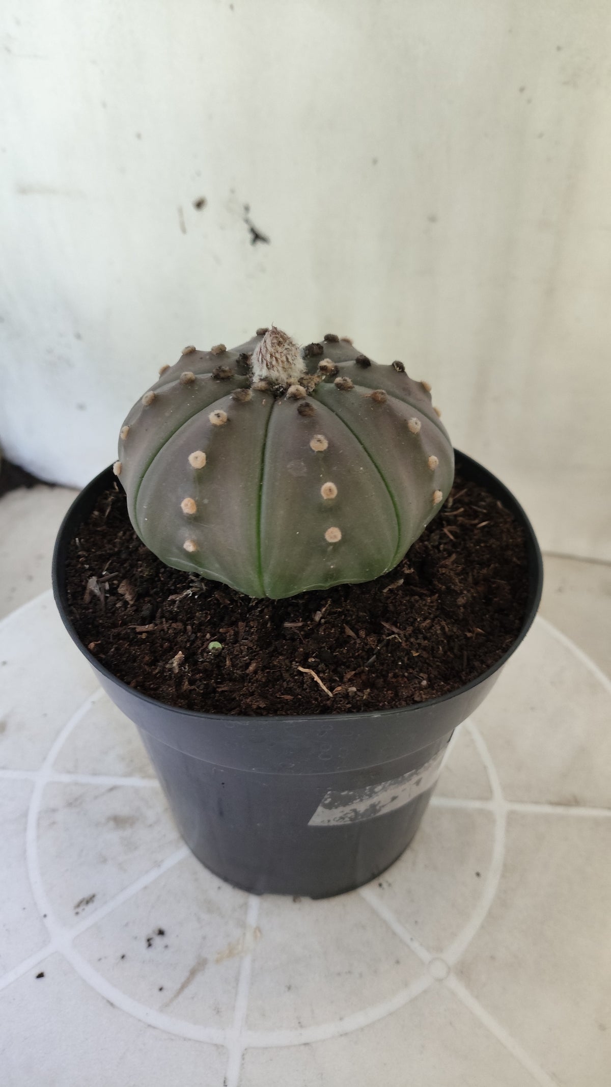 ASTROPHYTUM ASTERIAS Purple "STAR SHAPE" Nº 1405 – vaso 15
