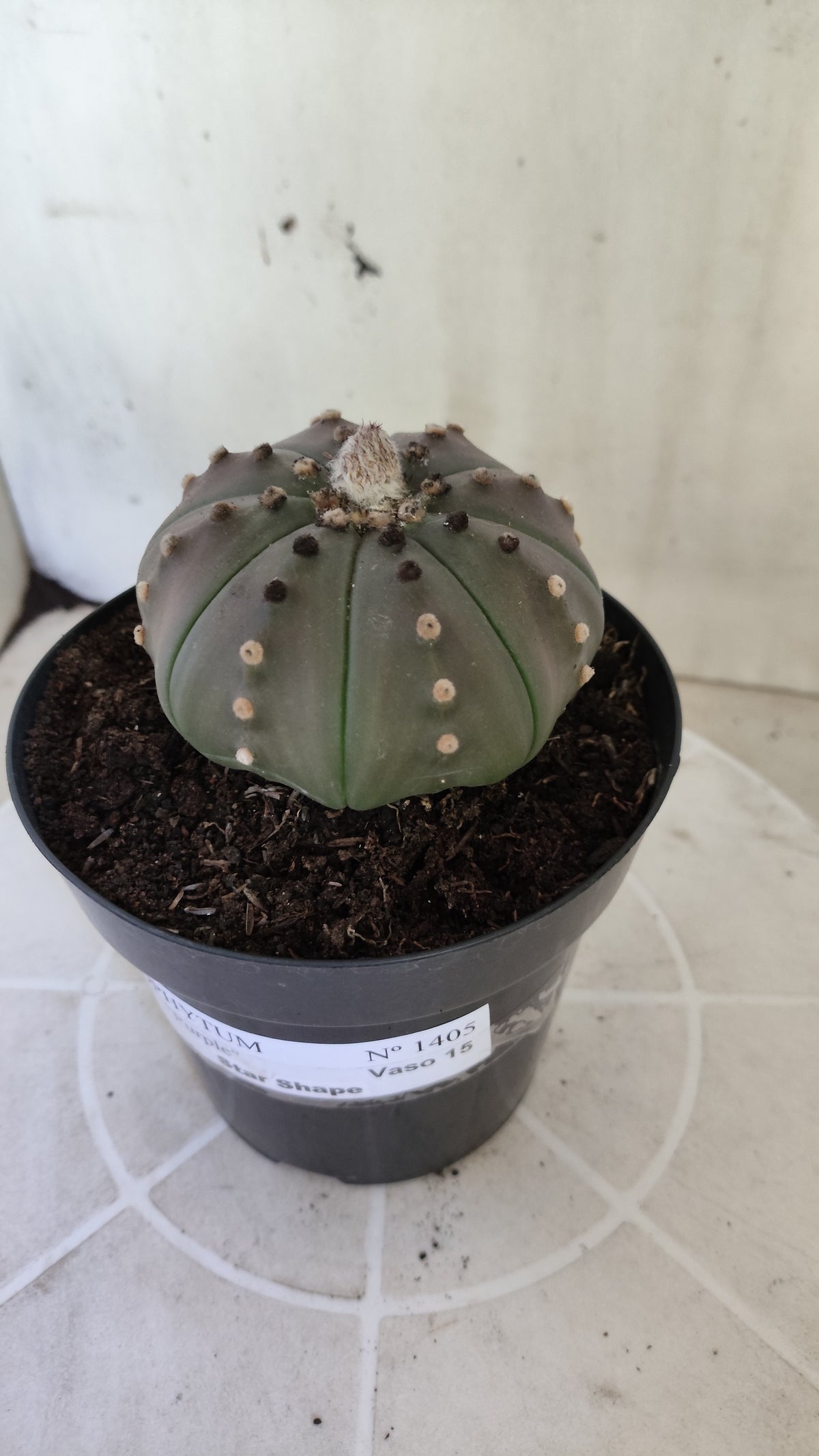 ASTROPHYTUM ASTERIAS Purple "STAR SHAPE" Nº 1405 – vaso 15