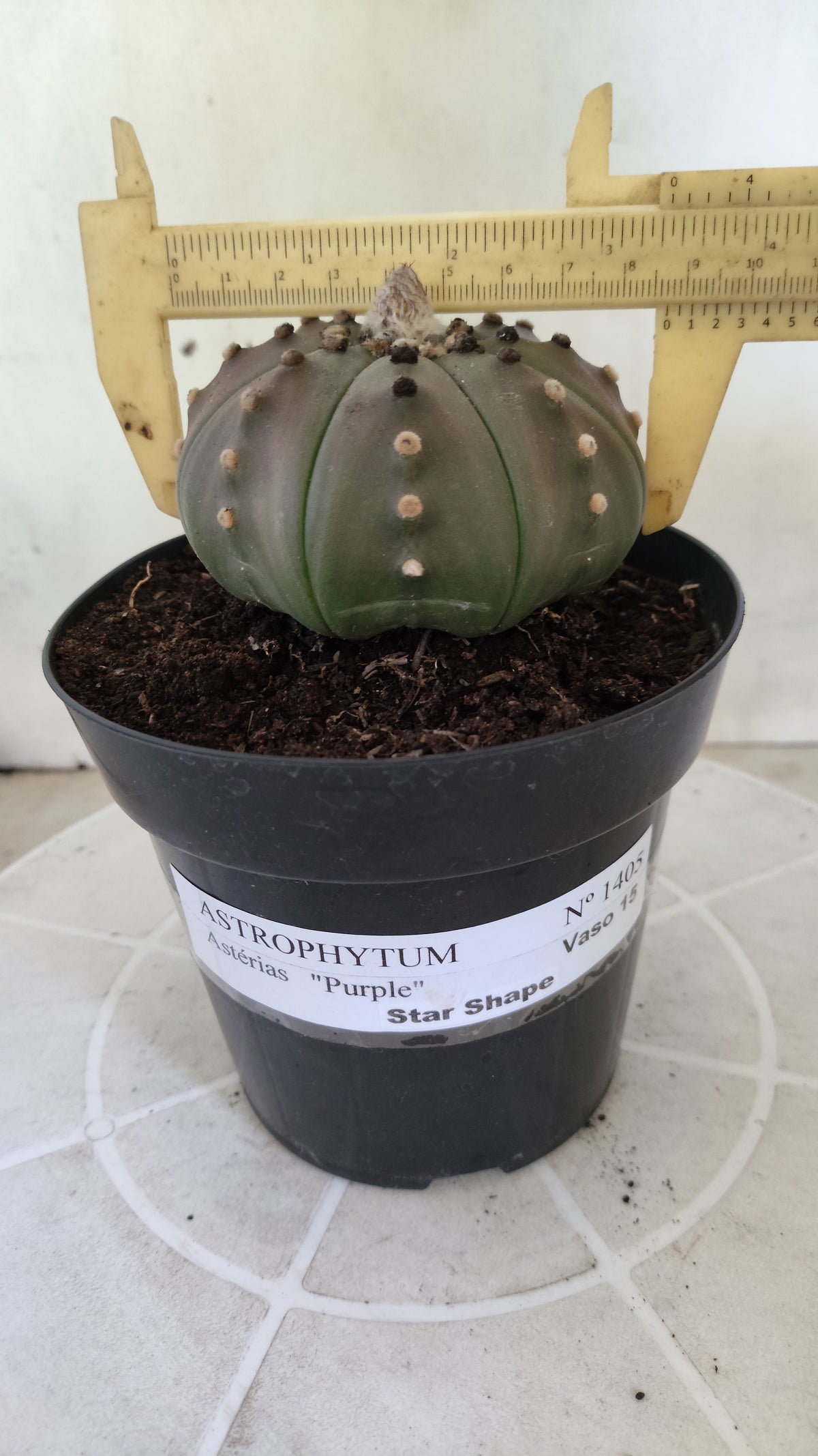 ASTROPHYTUM ASTERIAS Purple "STAR SHAPE" Nº 1405 – vaso 15