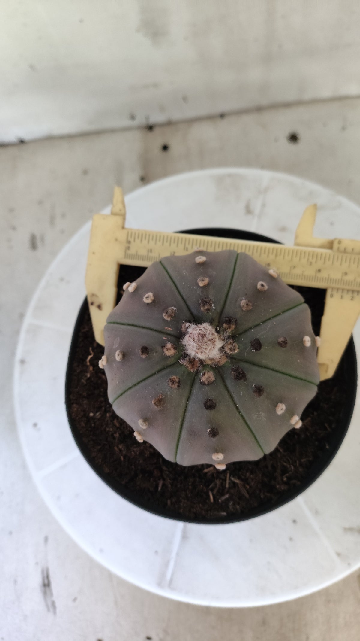 ASTROPHYTUM ASTERIAS Purple "STAR SHAPE" Nº 1405 – vaso 15