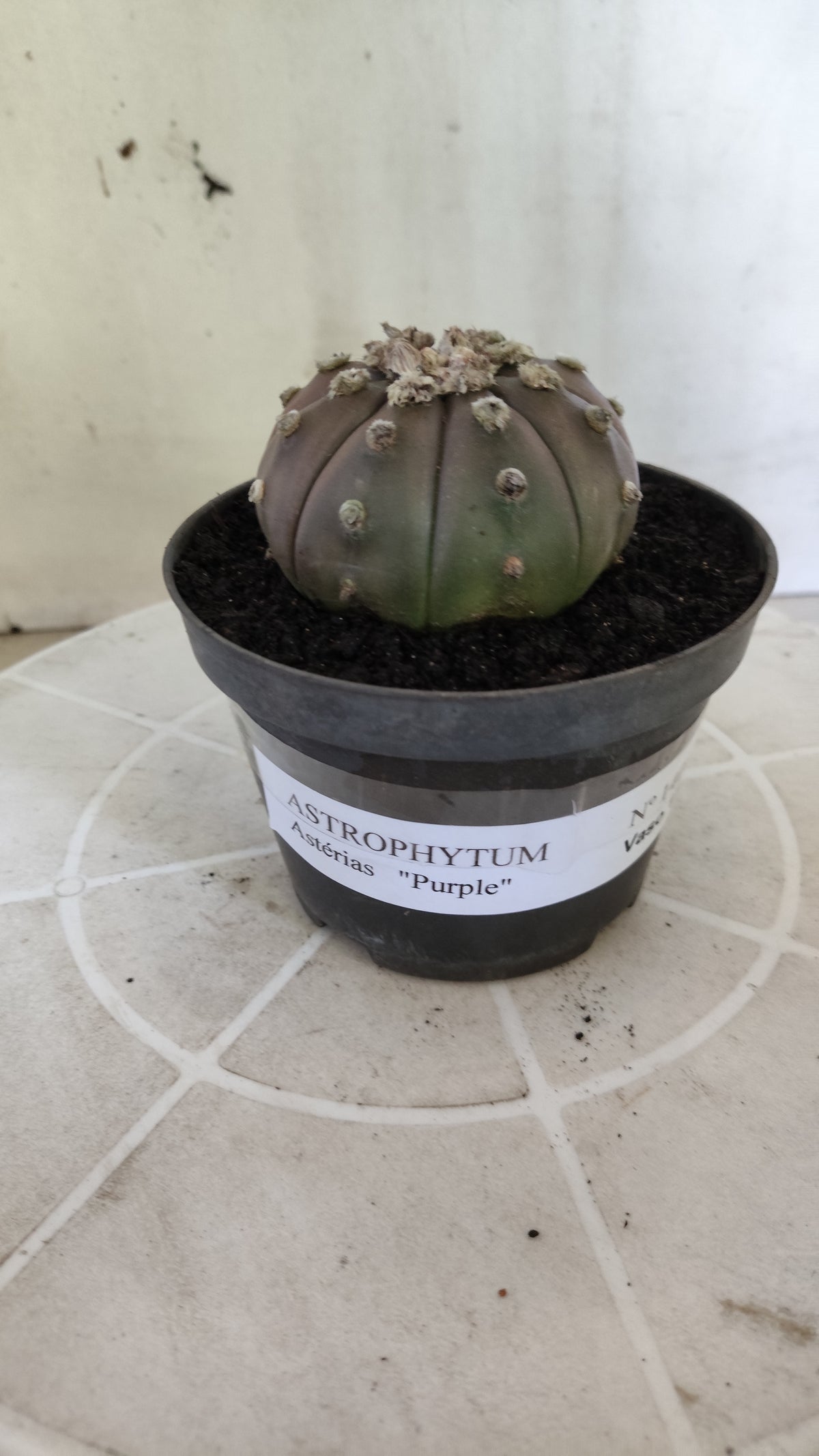 ASTROPHYTUM ASTERIAS “Purple”  Nº 1406 – vaso 11