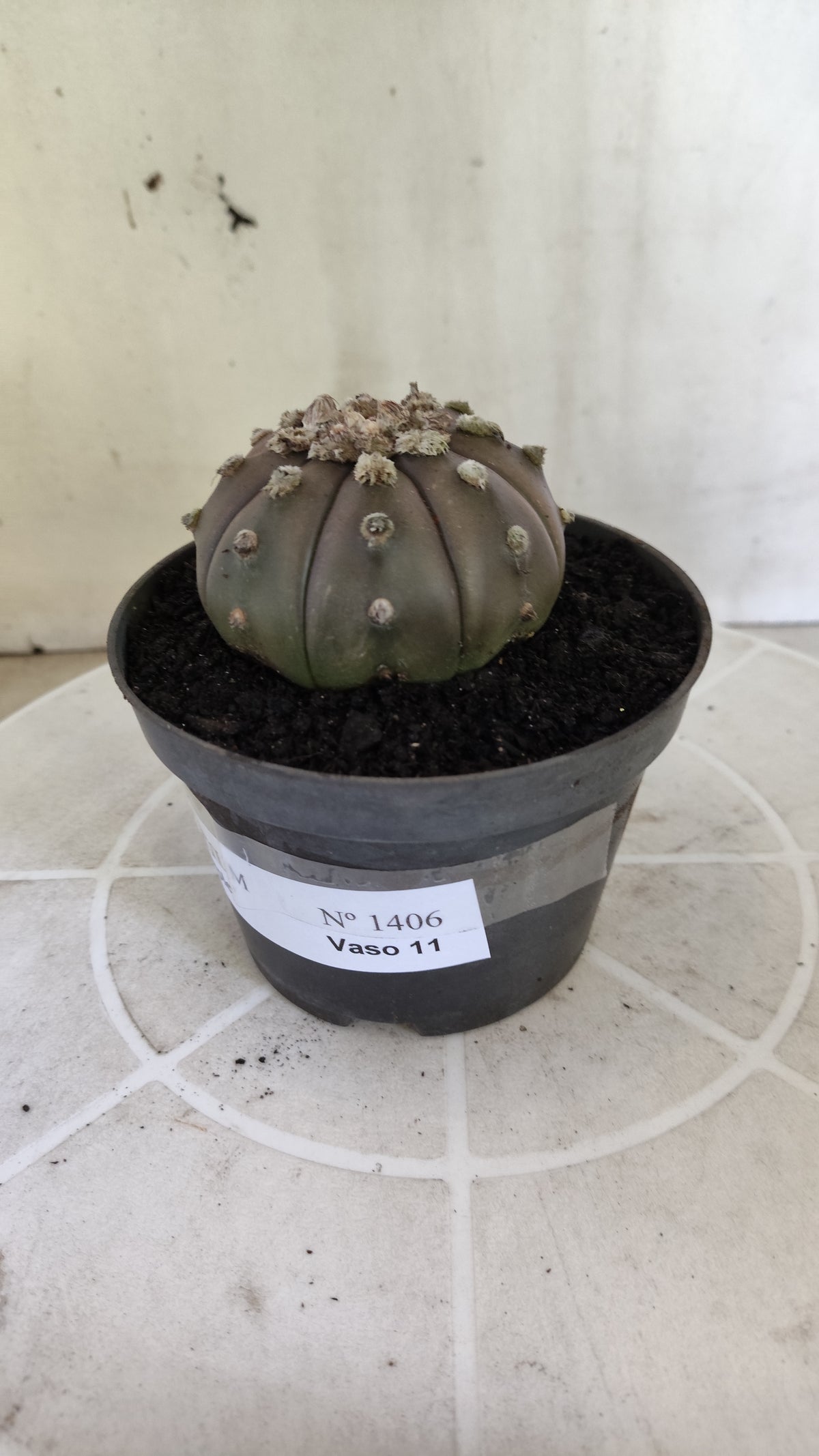 ASTROPHYTUM ASTERIAS “Purple”  Nº 1406 – vaso 11