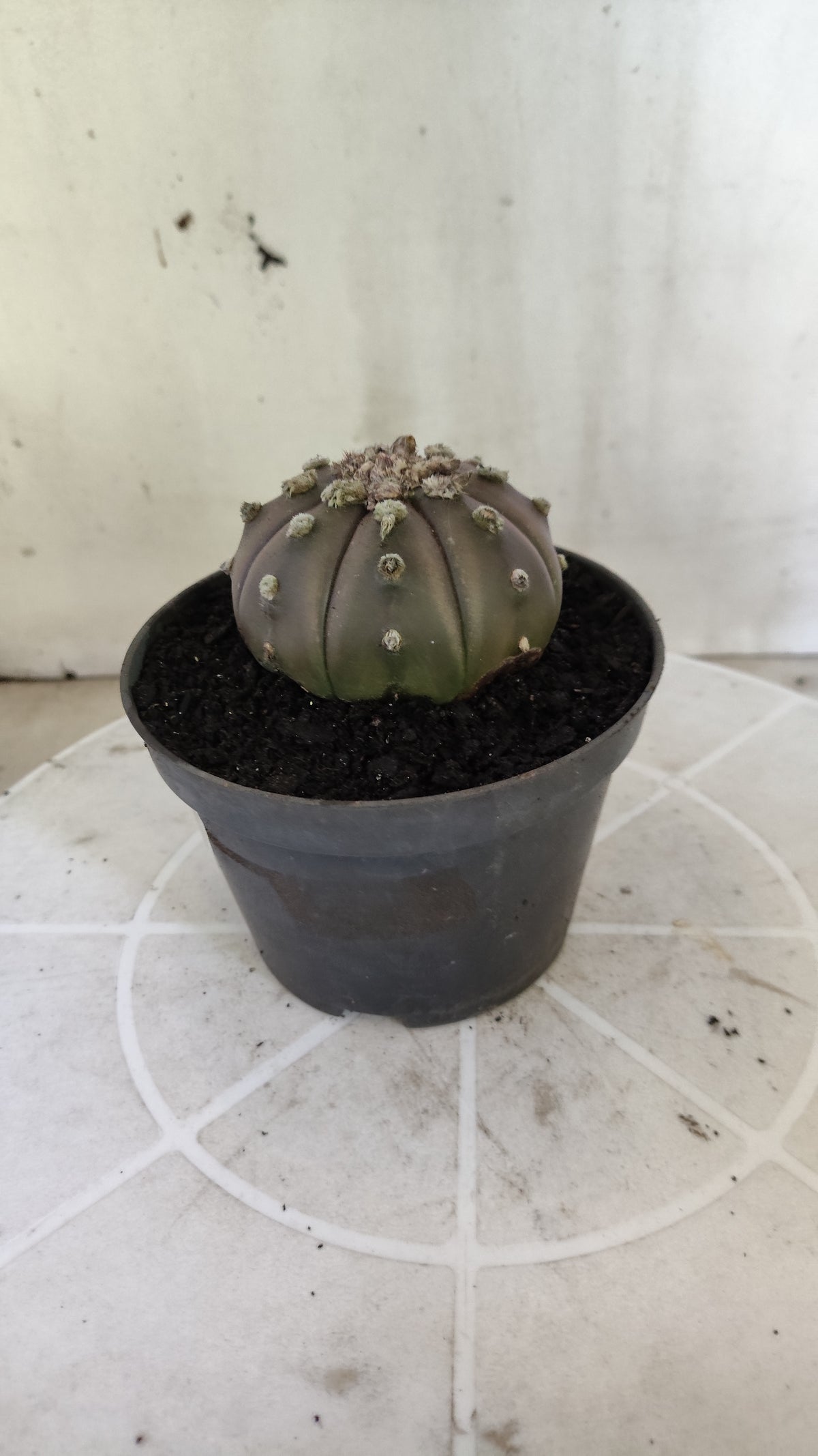 ASTROPHYTUM ASTERIAS “Purple”  Nº 1406 – vaso 11