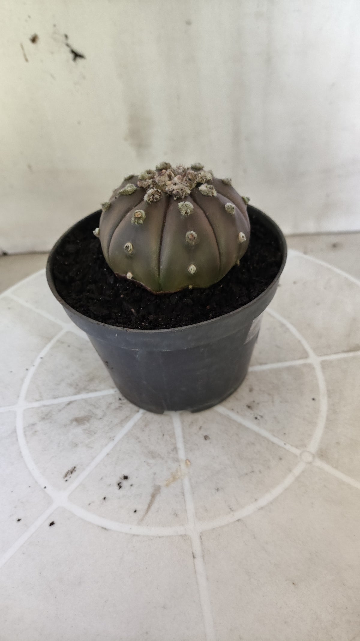 ASTROPHYTUM ASTERIAS “Purple”  Nº 1406 – vaso 11
