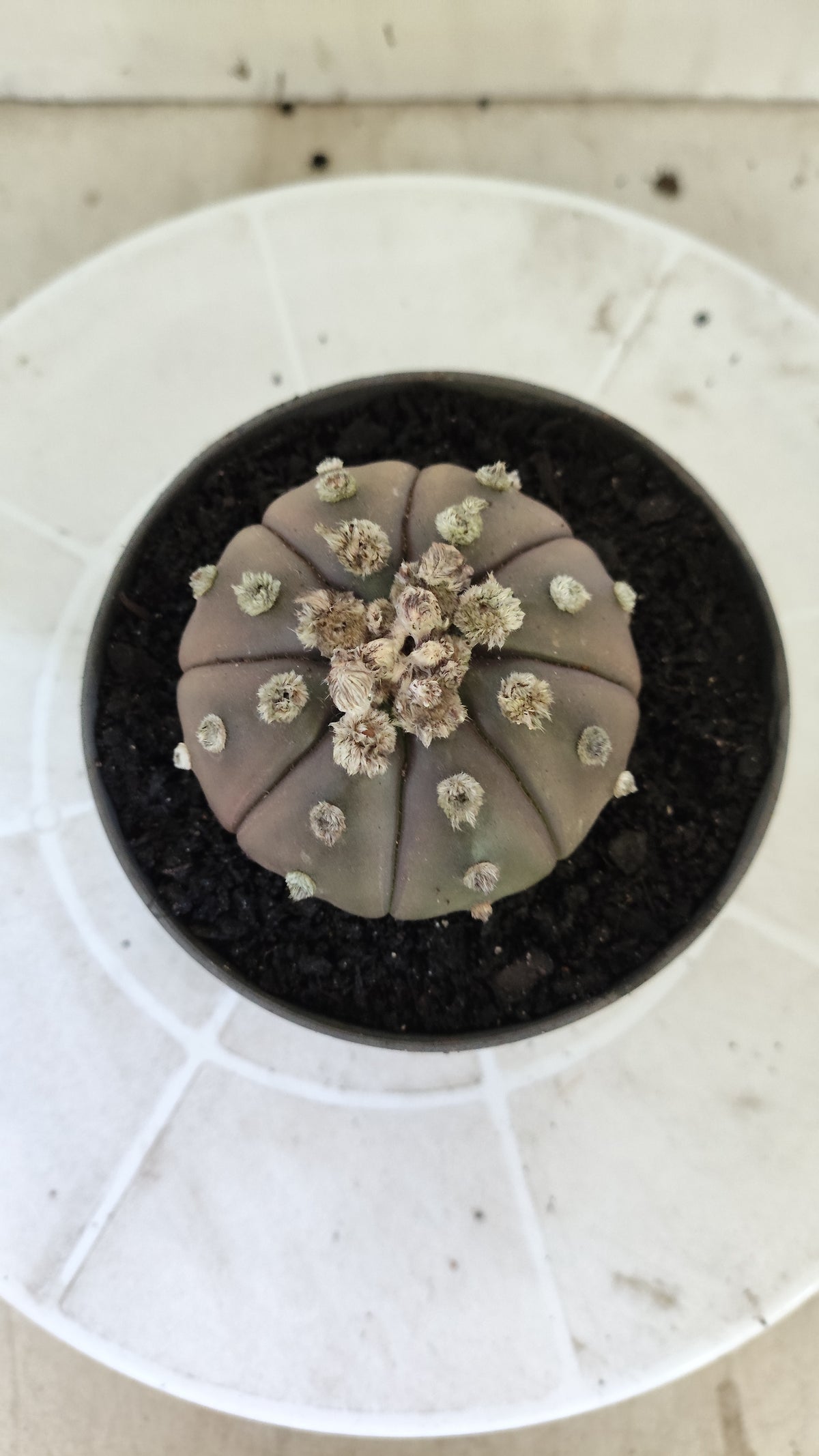ASTROPHYTUM ASTERIAS “Purple”  Nº 1406 – vaso 11